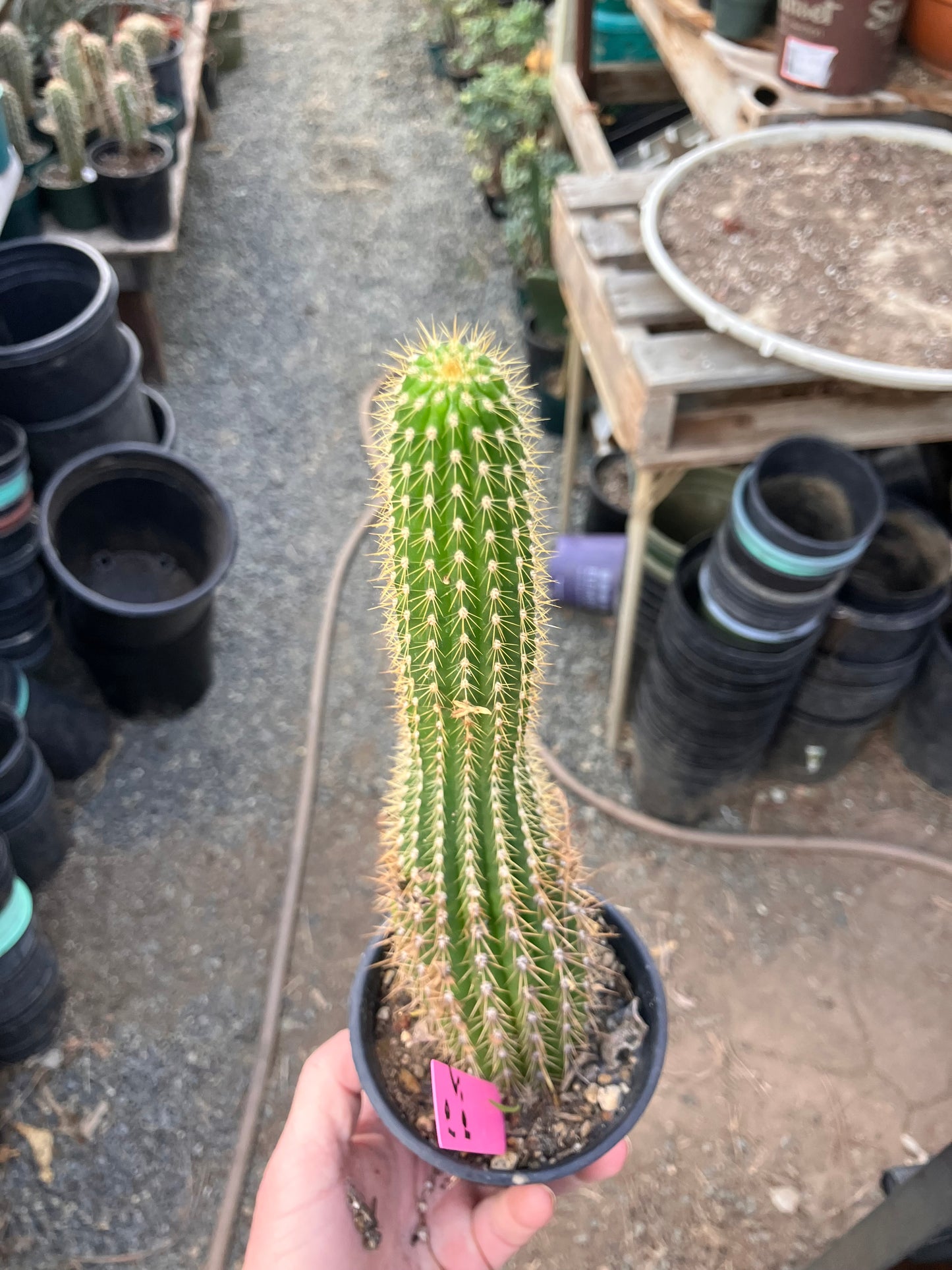 Golden Torch Cactus - Trichocereus spachianus 10.5”Tall #10P