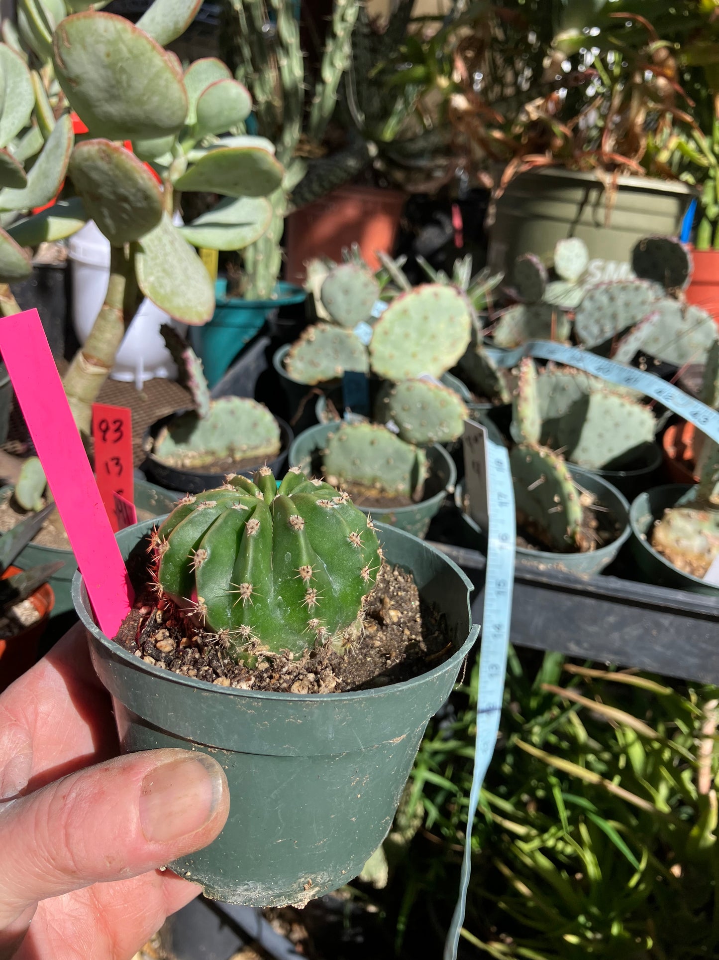 Echinopsis oxygona Salmon Easter Lily 7.5"Circumference #1P