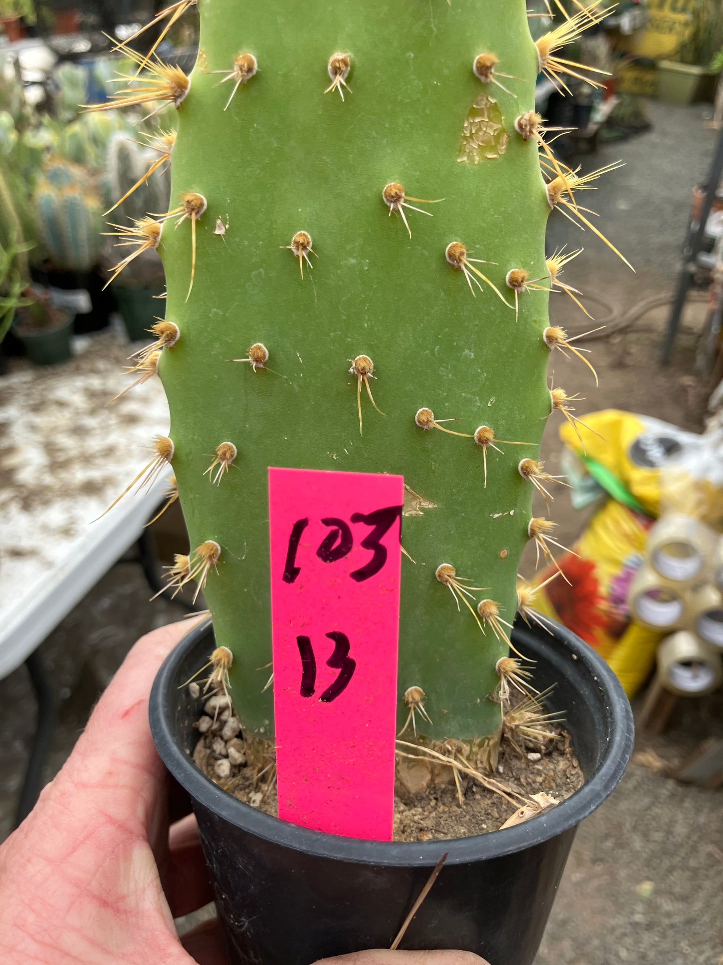 Opuntia engelmannii "Texas Prickly Pear" 13"Tall #103P