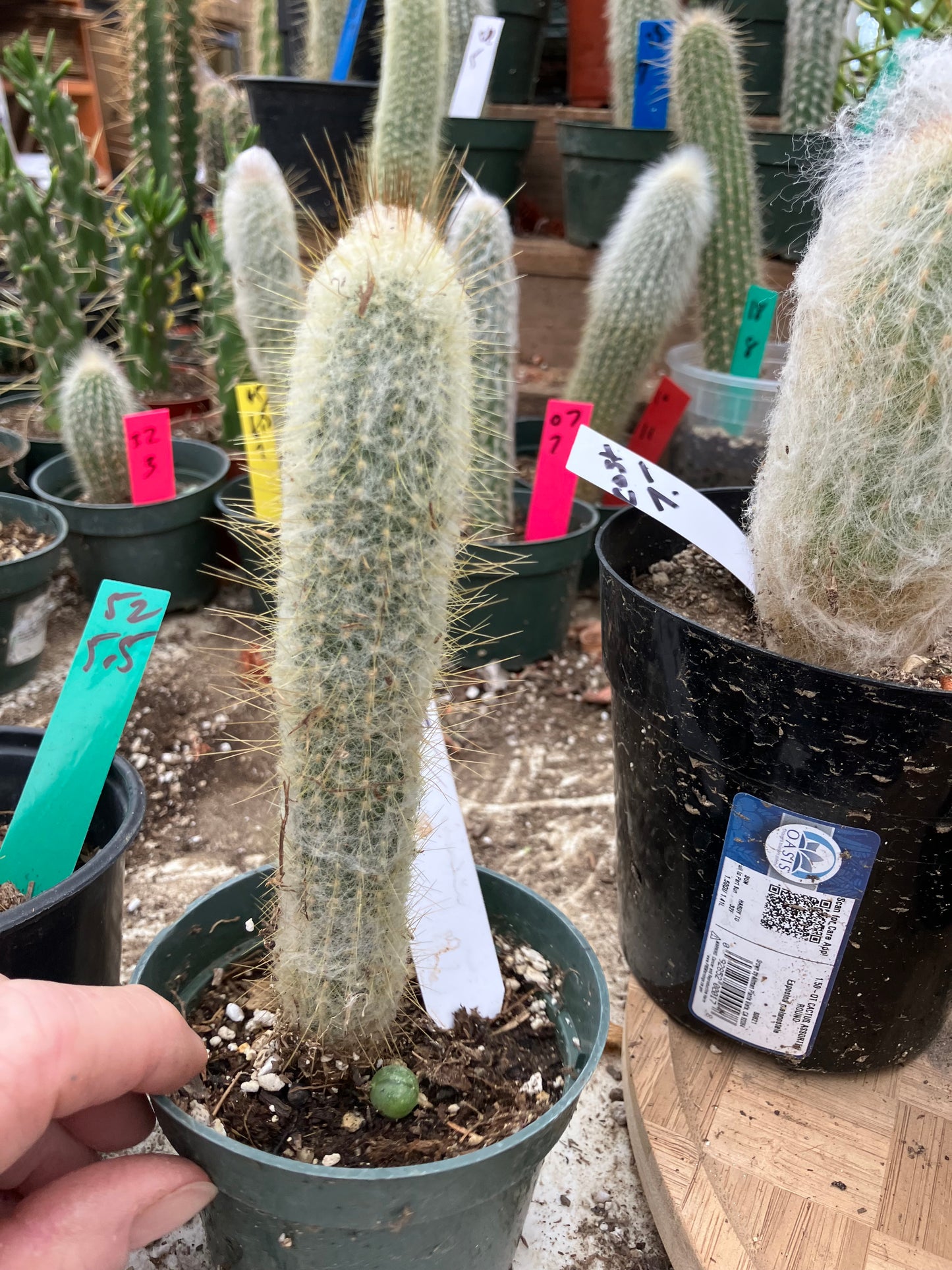 Oreocereus doelzianus Old Woman, Old Man Cactus 7"Tall #21W