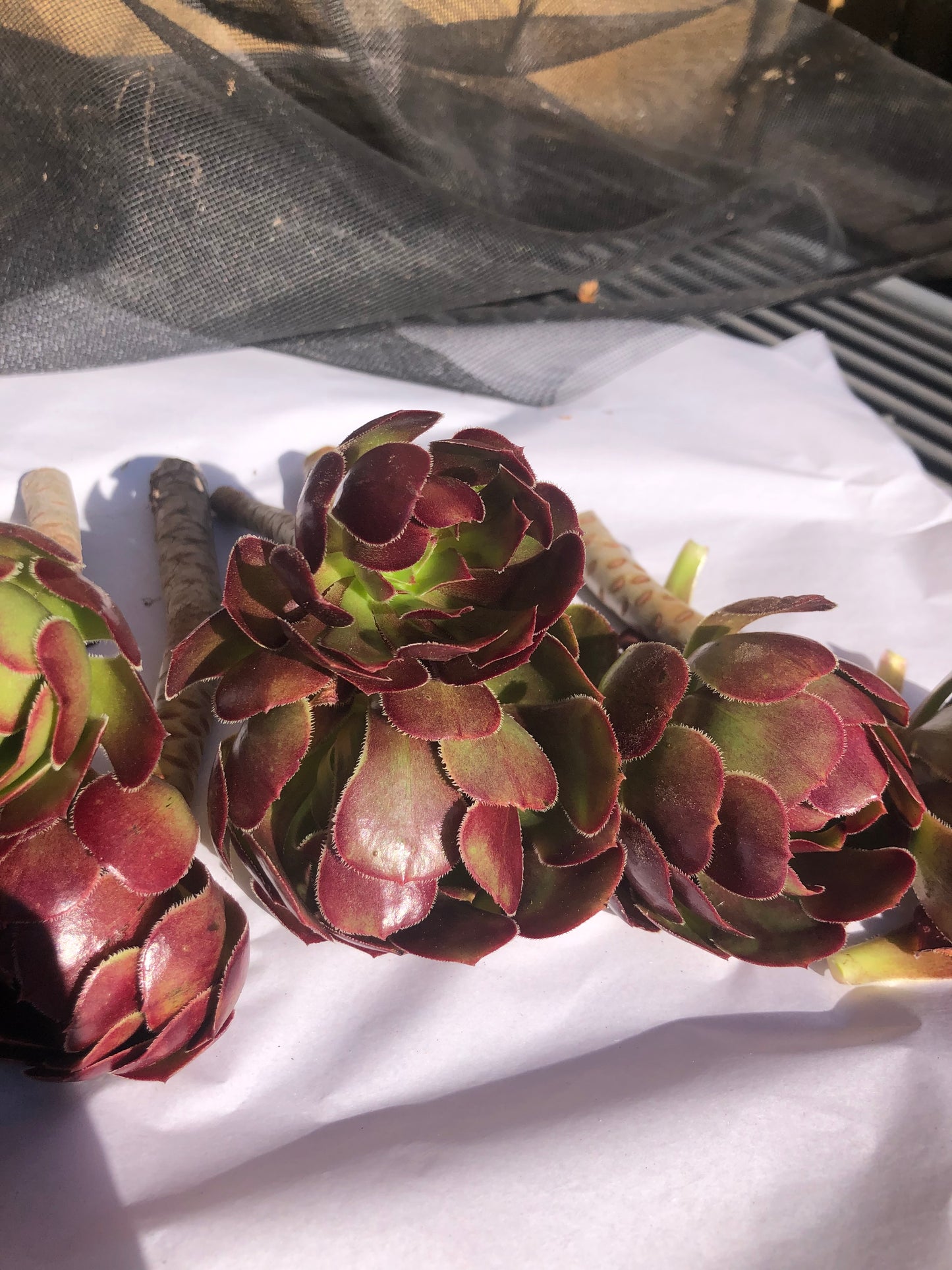 Red Aeoniums "Jack Catlin" Twelve (12) Beautiful 6" Tall UnRooted Cuttings