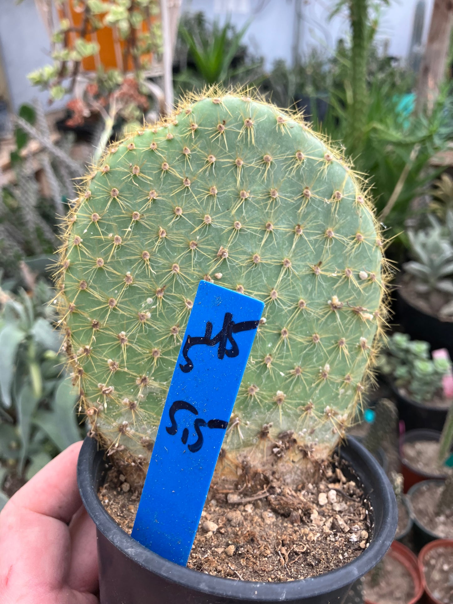 Opuntia scheerii Prickly Pear 5.5"Tall #545B