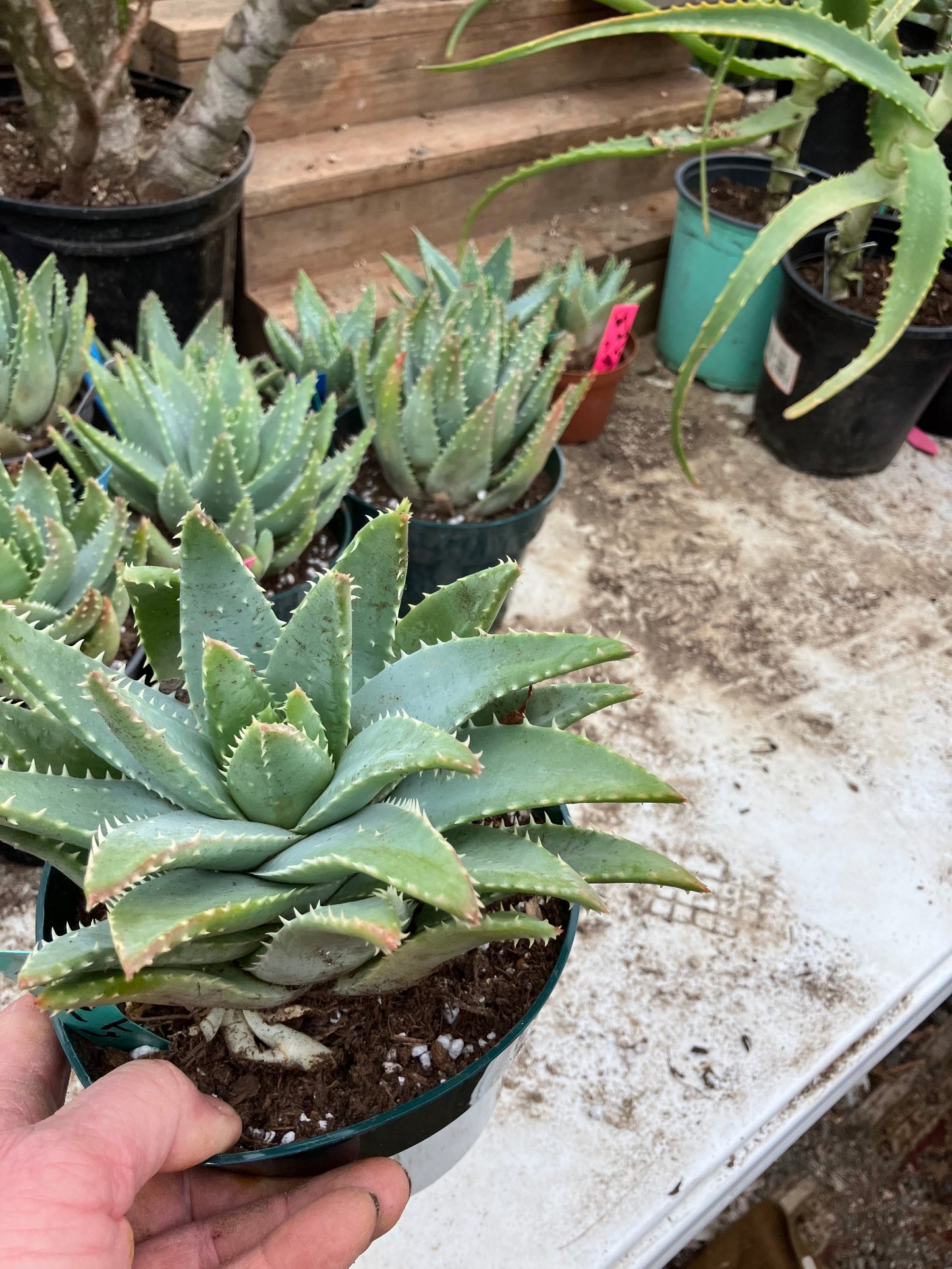 Aloe maculata Soap Aloe 8"Wide Succulent Cactus #8G