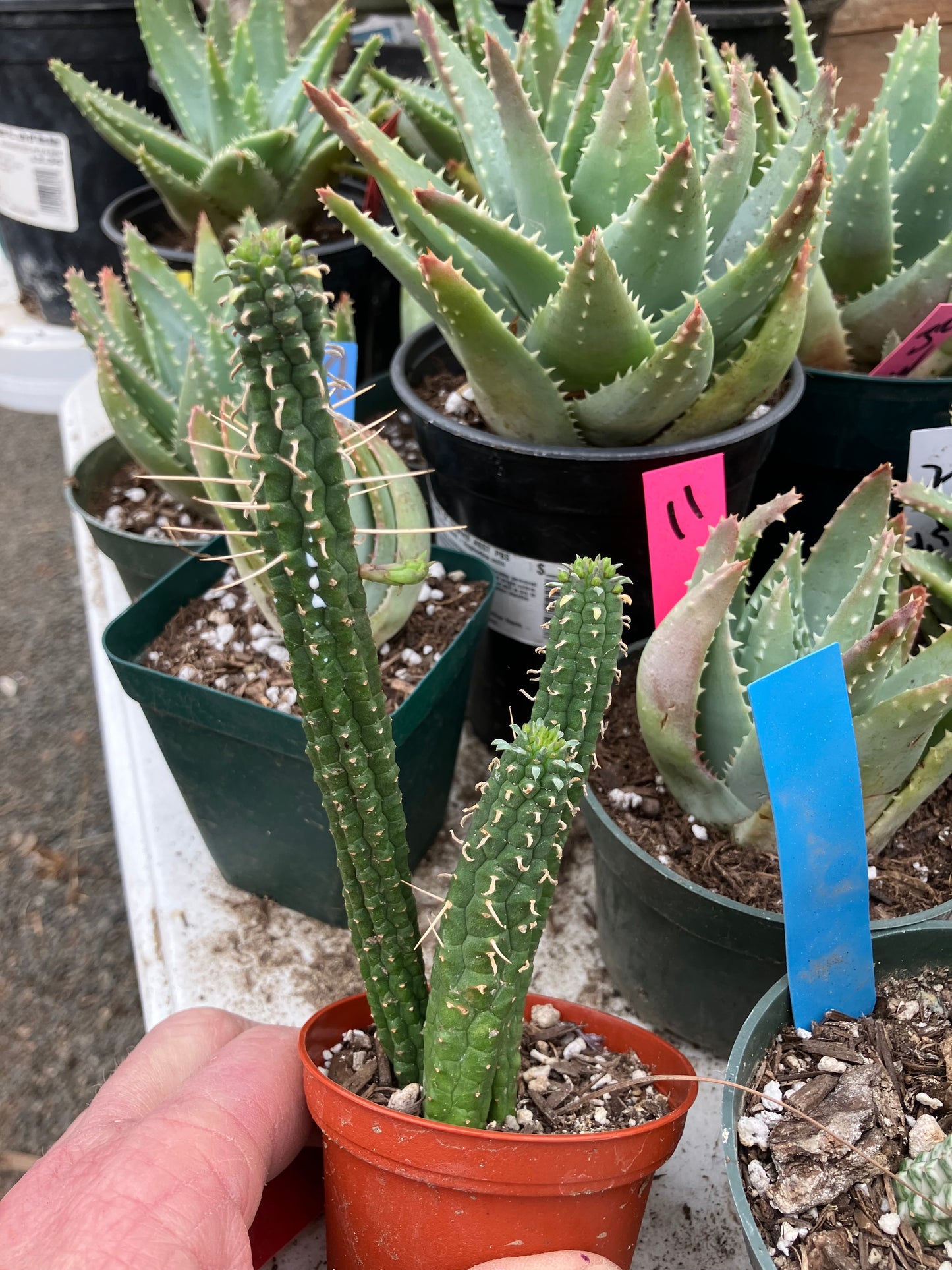 Euphorbia mammillaria GREEN Corn Cob 6"Tall #4R