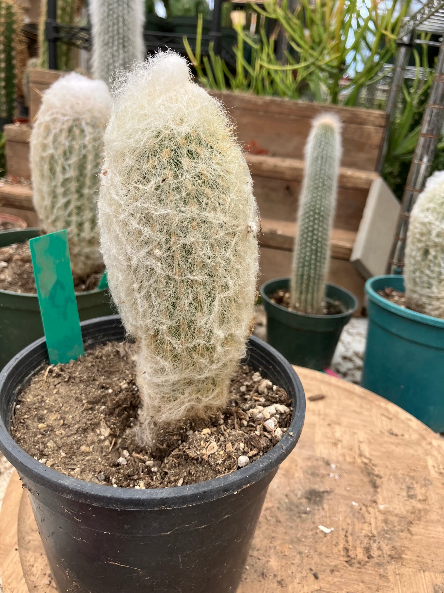 Espostoa lanata Old Man of the Mountain 6"Tall 7"Circumference #22G