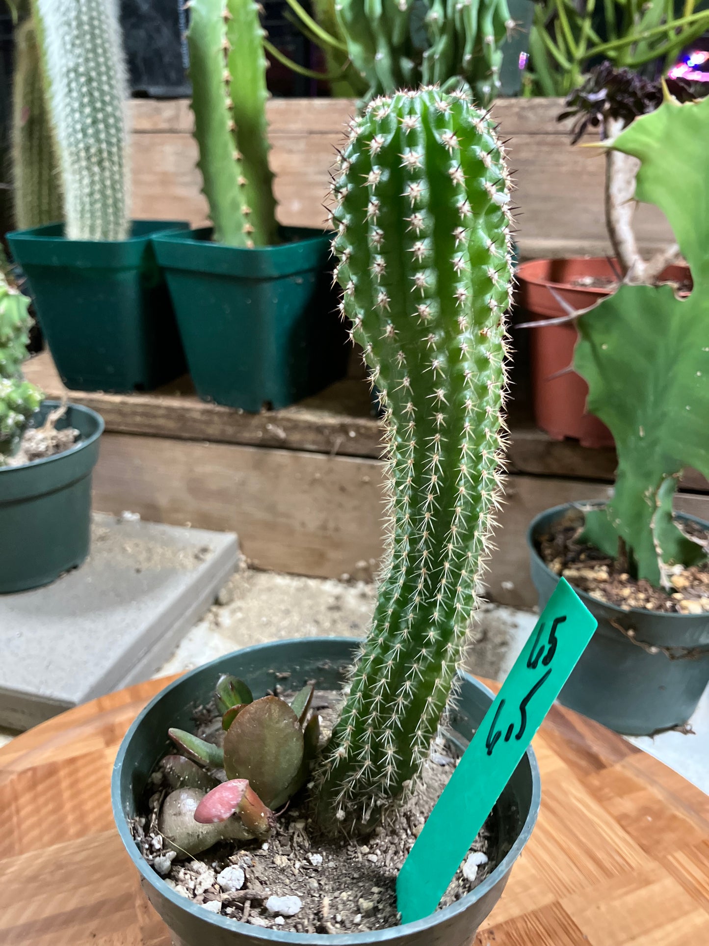 Pachycereus pecten-aboriginum Indian Comb Cactus 6.5"Tall #65G