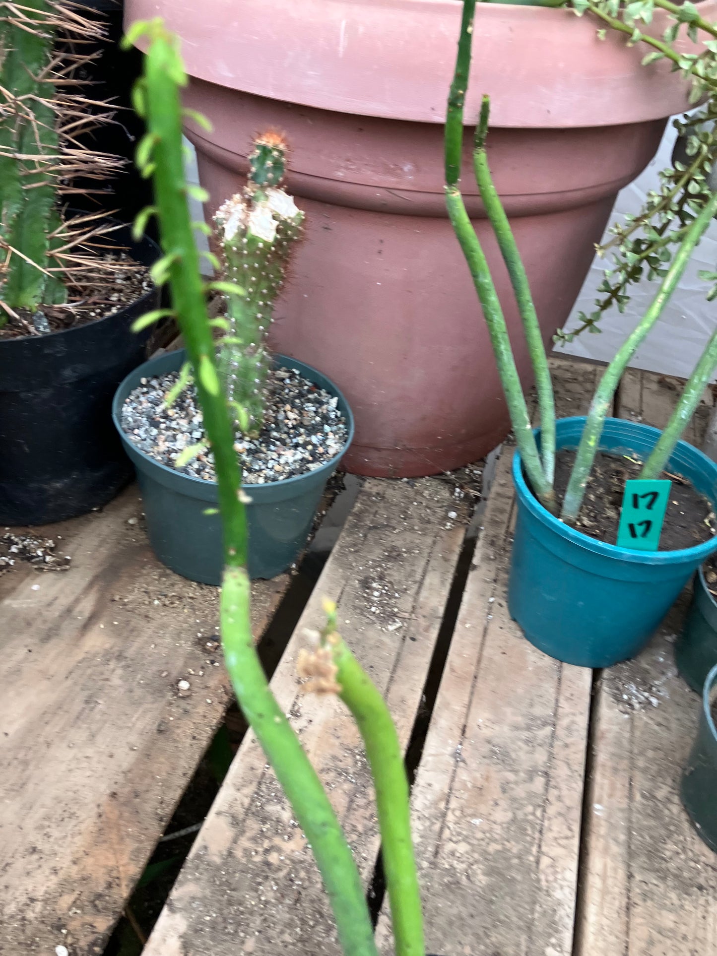 Euphorbia leucodendron Cat Tail 17" Tall #17G