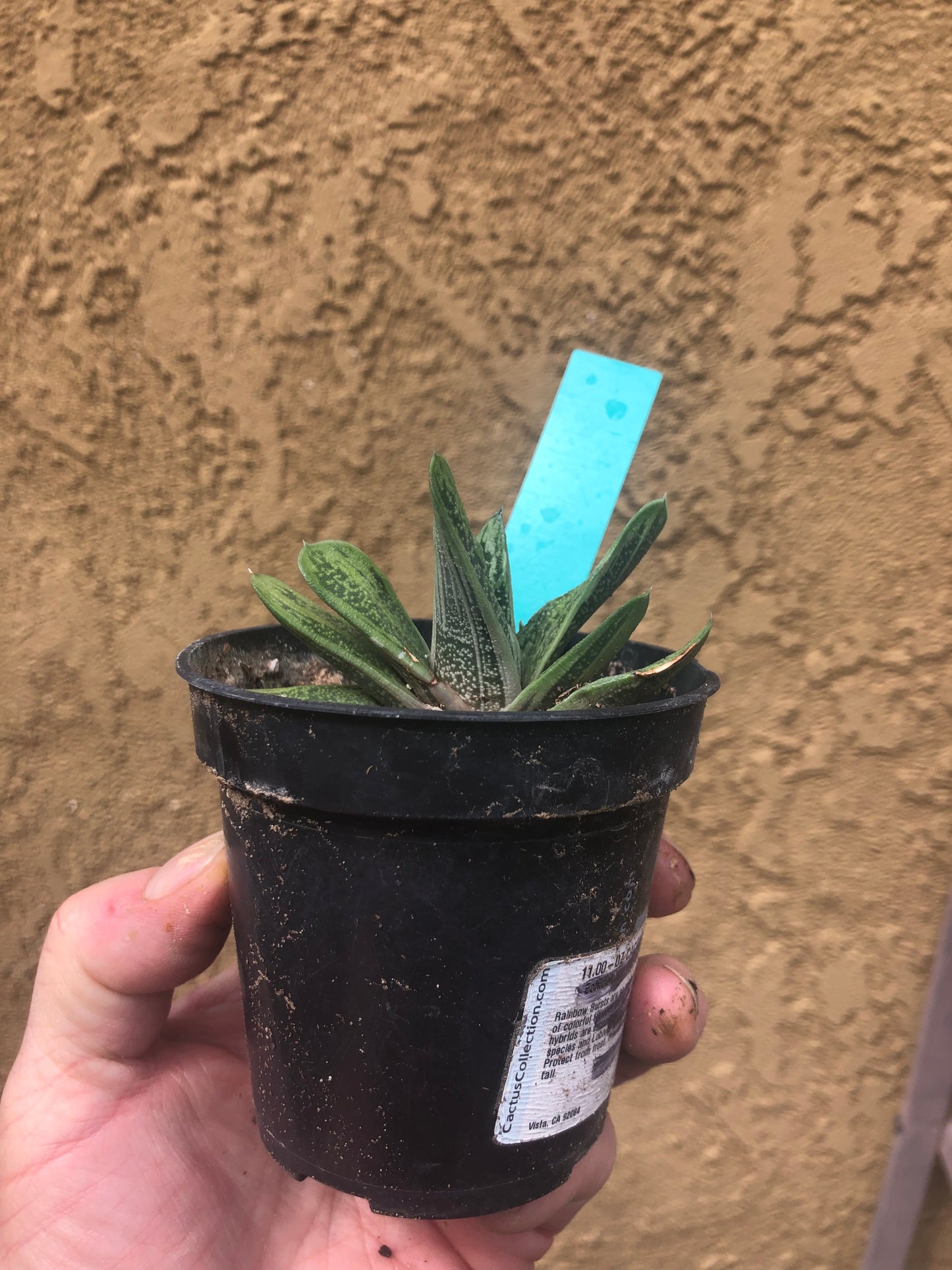 Gasteria Succulent Little Warty 3”Wide #13G