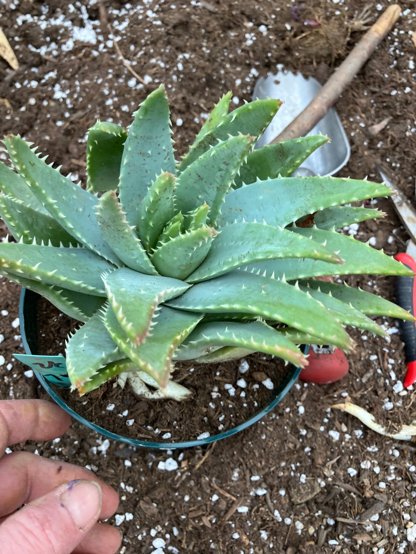 Aloe maculata Soap Aloe 8"Wide Succulent Cactus #8G