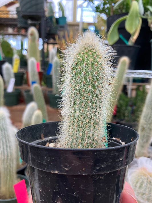Cleistocactus tupizensis Silver Pole/Torch Cactus 3.5”Tall #533G