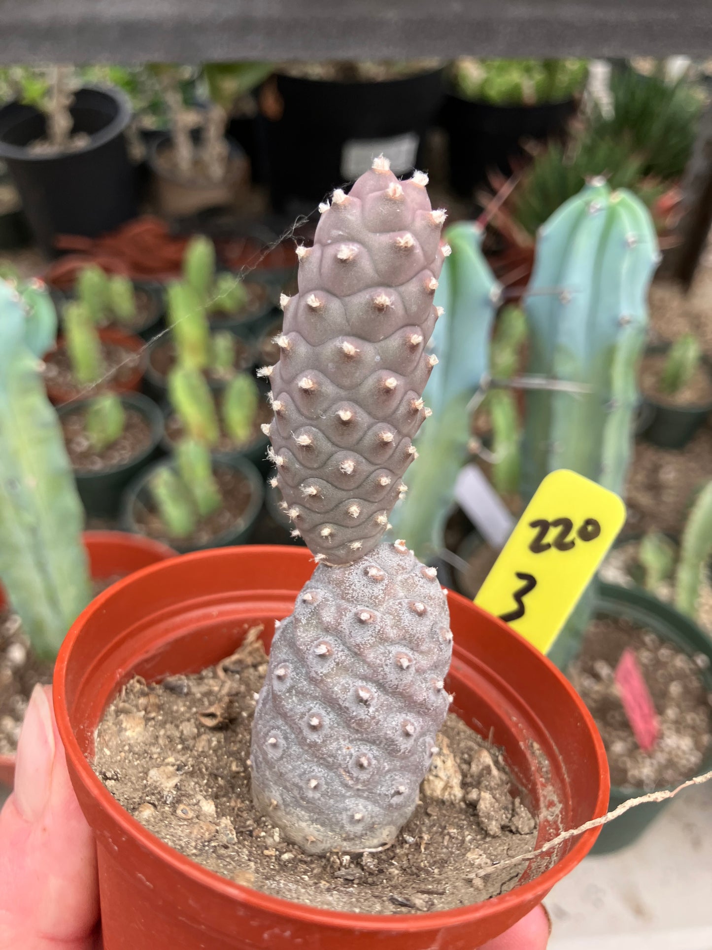 Pine Cone Cactus Tephrocactus~ articulatus var. diadematus Pinecone 3”Tall #220Y