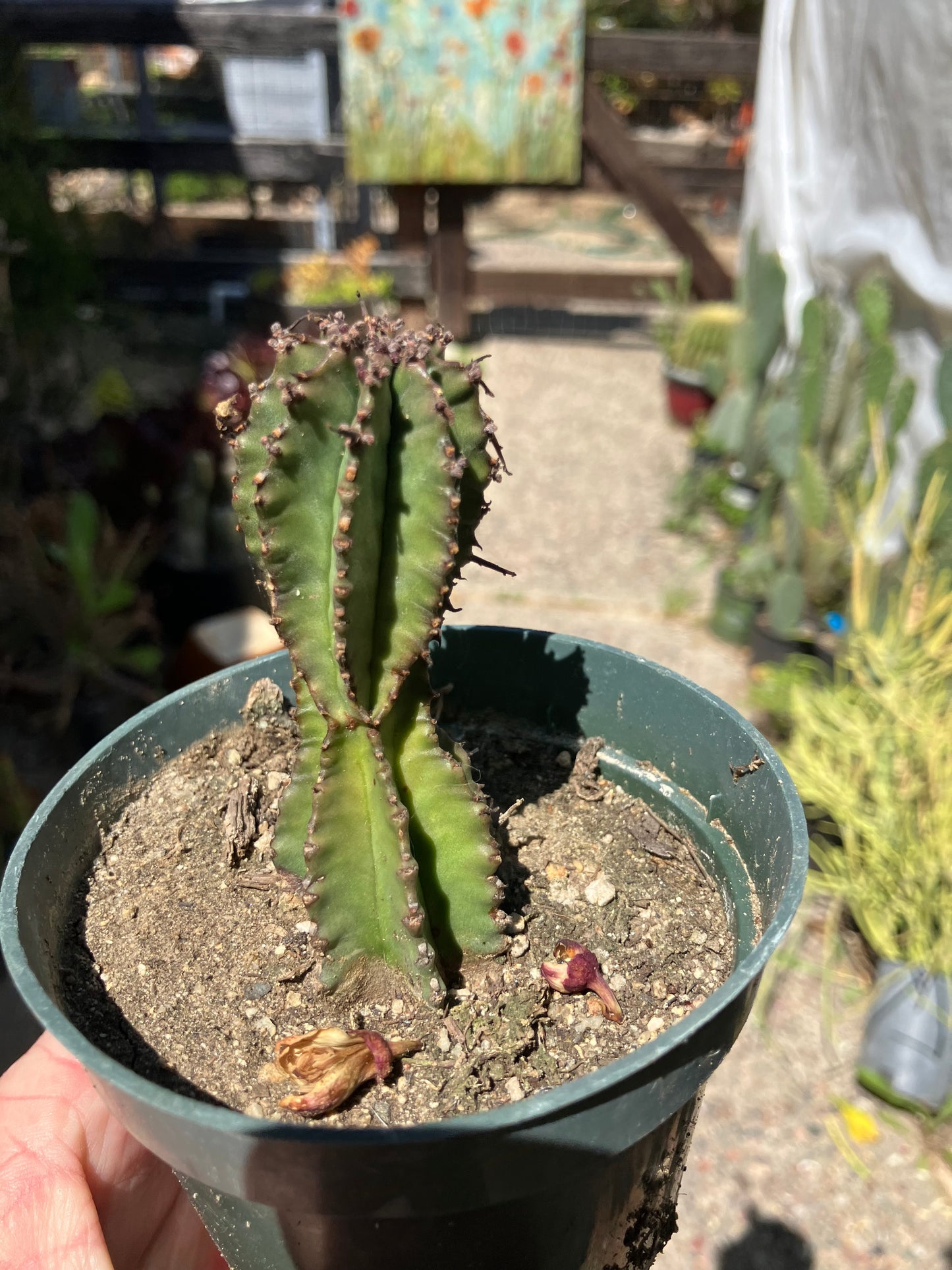 Euphorbia anoplia Green Tanzanian Zipper 5"Tall #215B