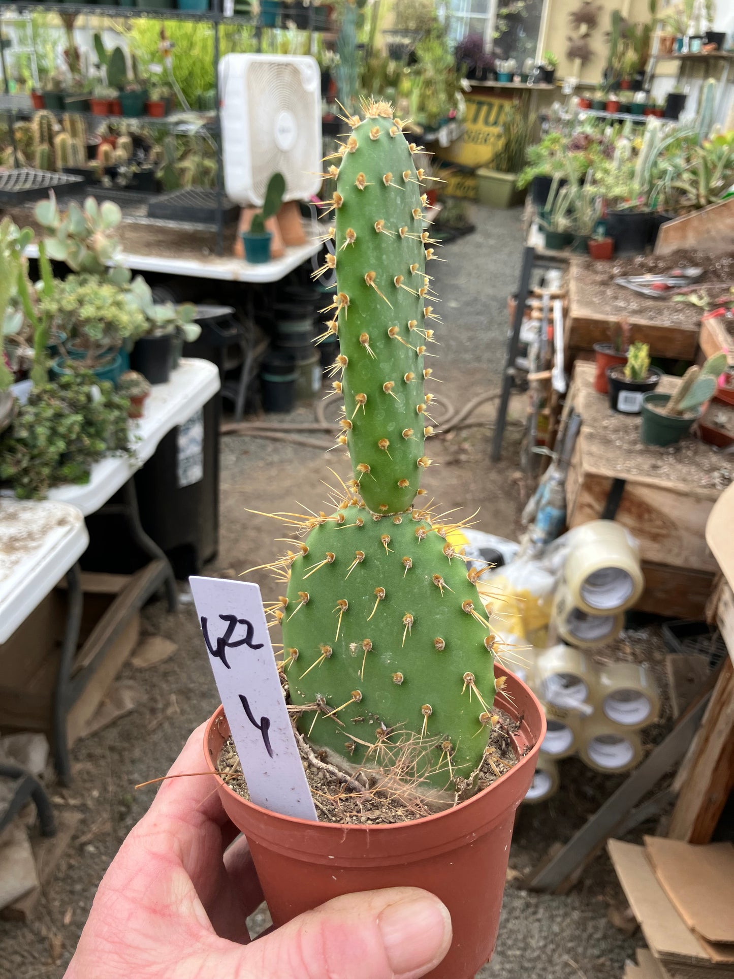 Opuntia engelmannii "Texas Prickly Pear" 6"Tall #622W
