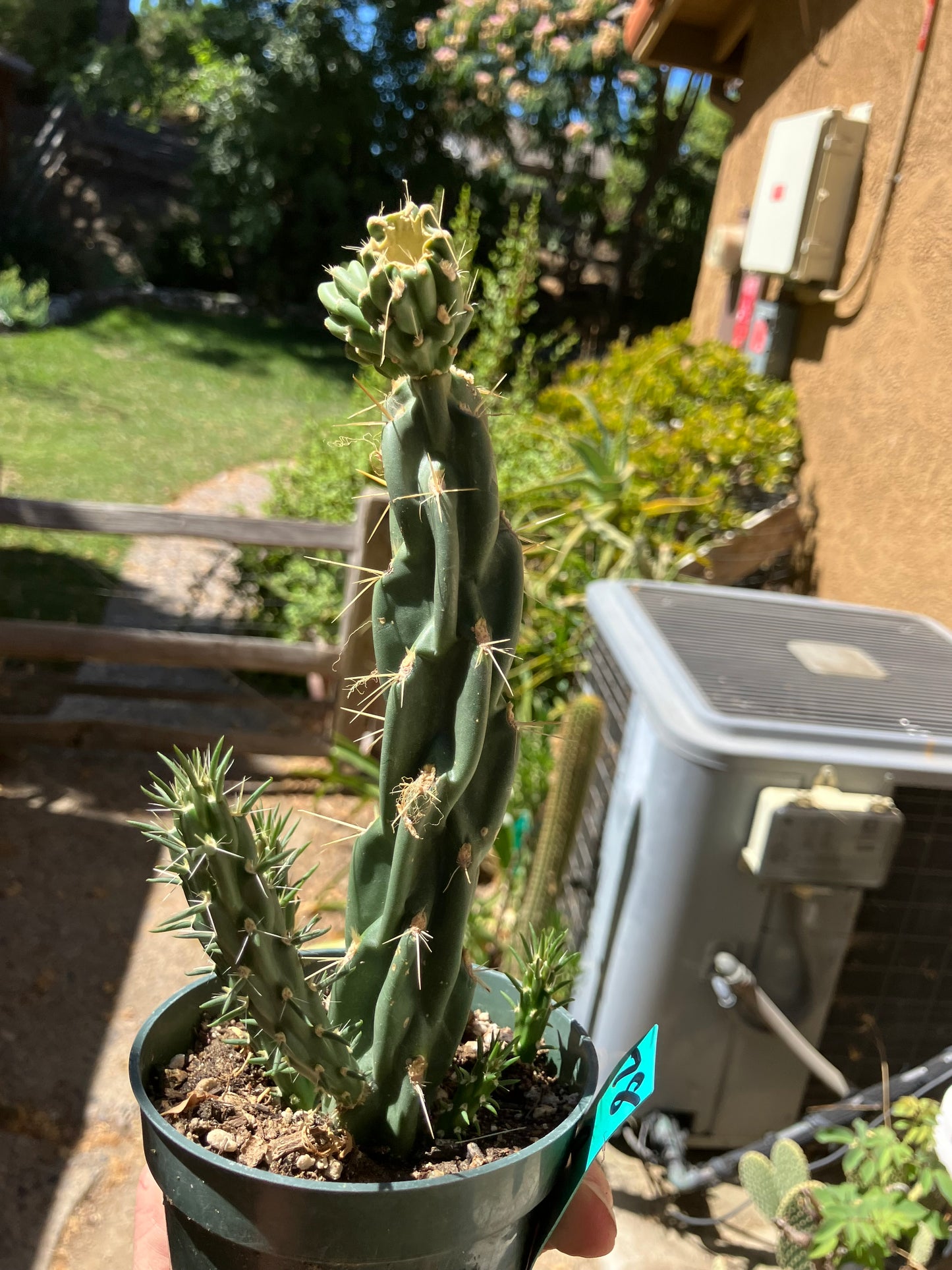 Cholla Cylindropuntia Buckhorn Cactus 9”Tall #78G
