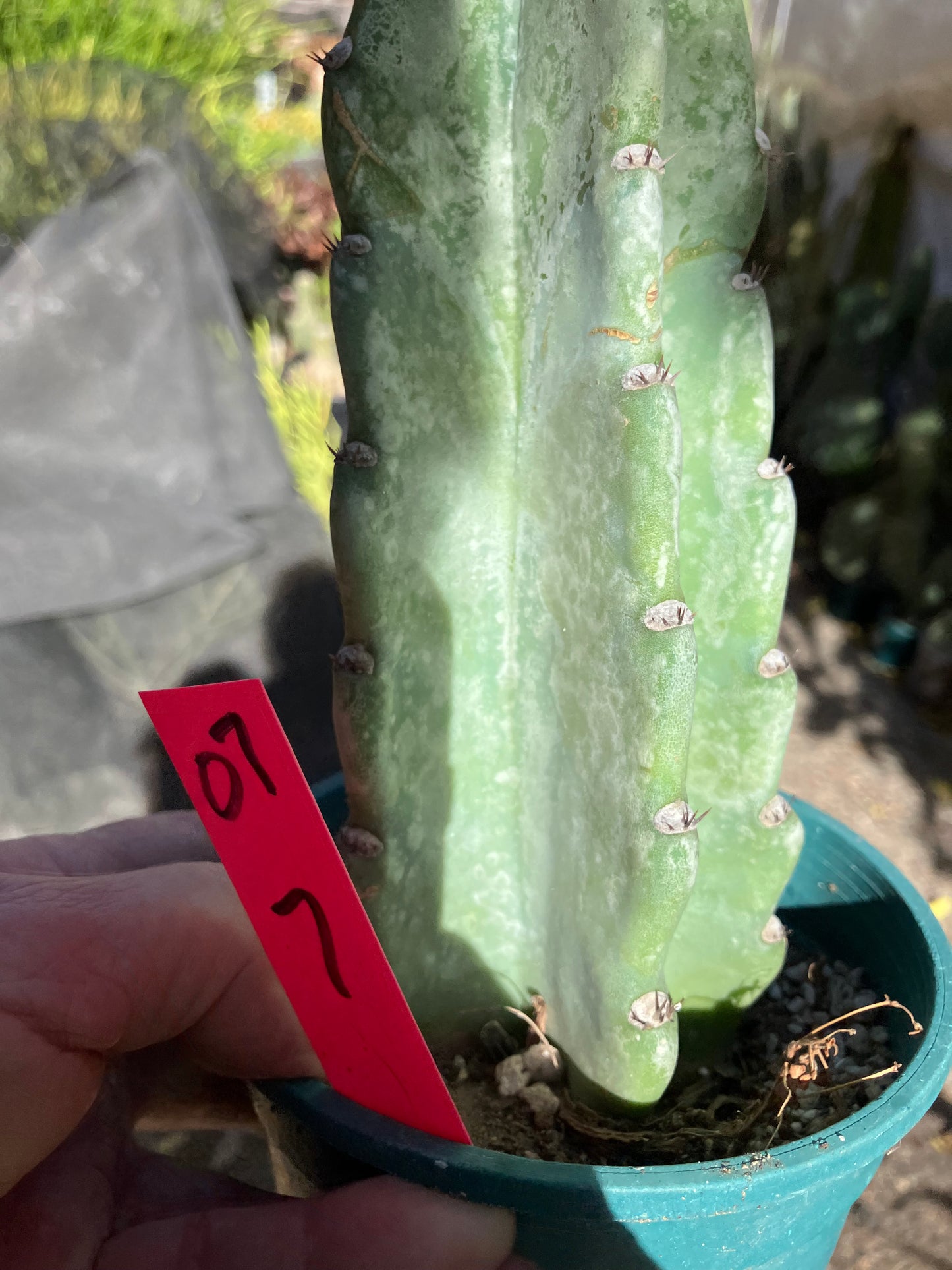 Cereus Peruvianus Night Blooming 7”Tall #07P