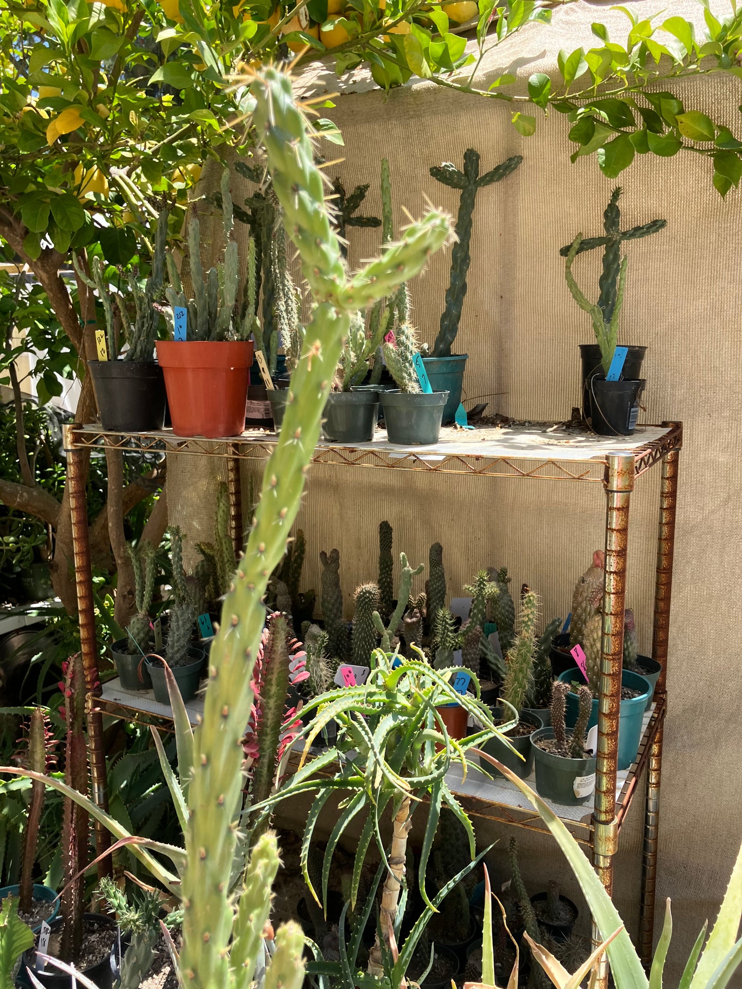 Cholla Cylindropuntia Buckhorn Cactus 17”Tall #91G*