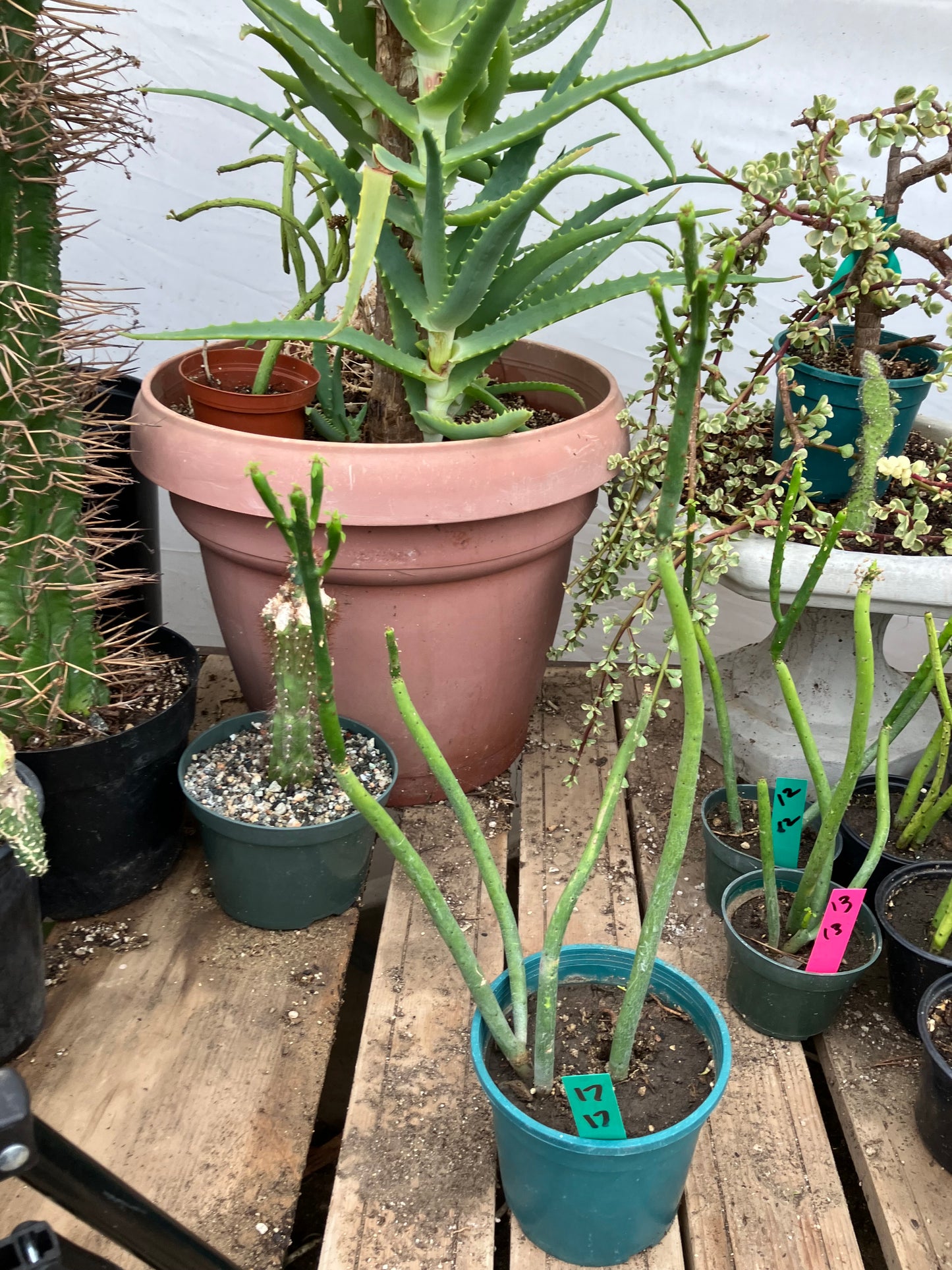 Euphorbia leucodendron Cat Tail 17" Tall #17G
