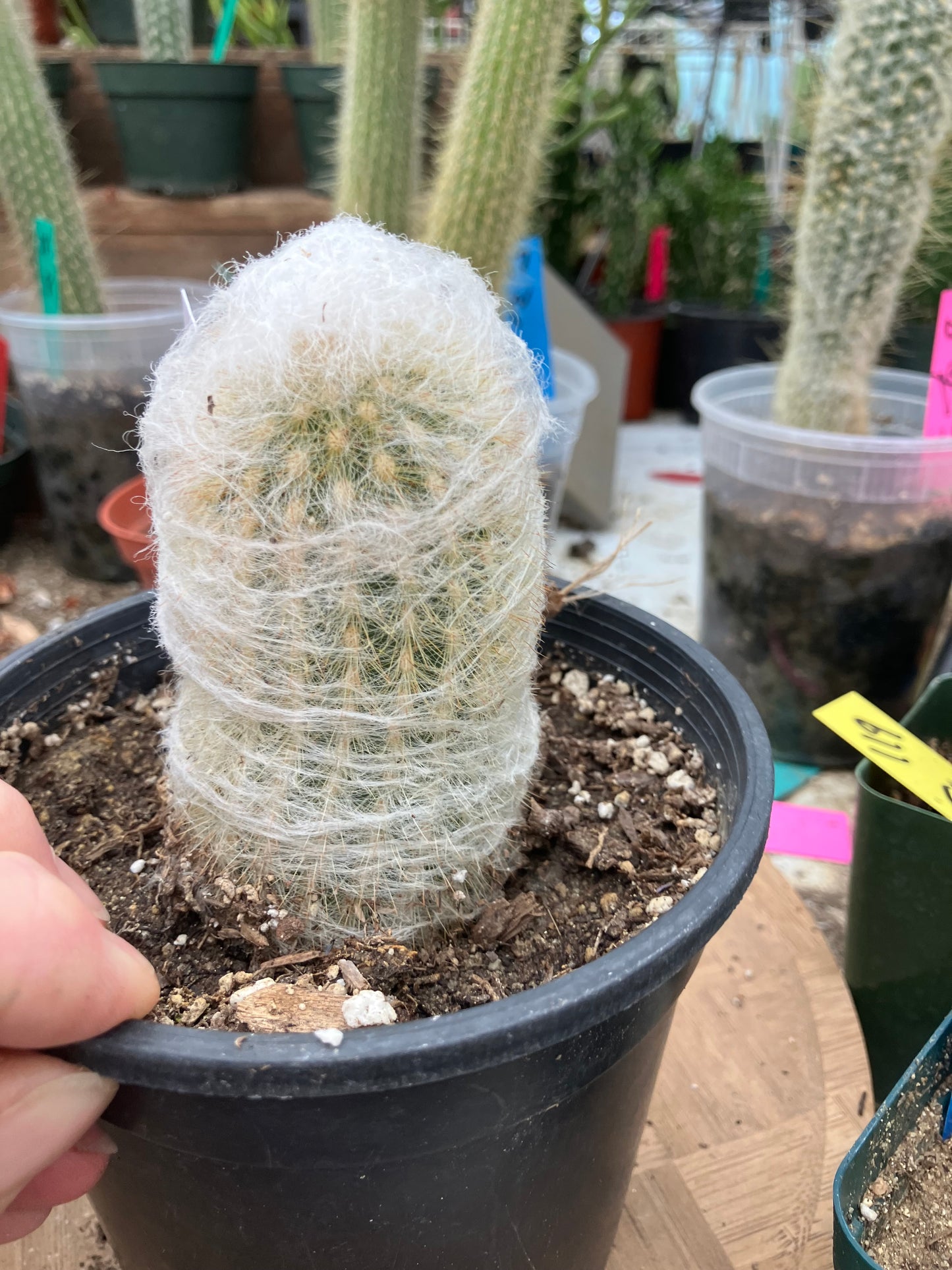 Espostoa lanata Old Man of the Mountain 3.5"Tall 6"Circumference #125W