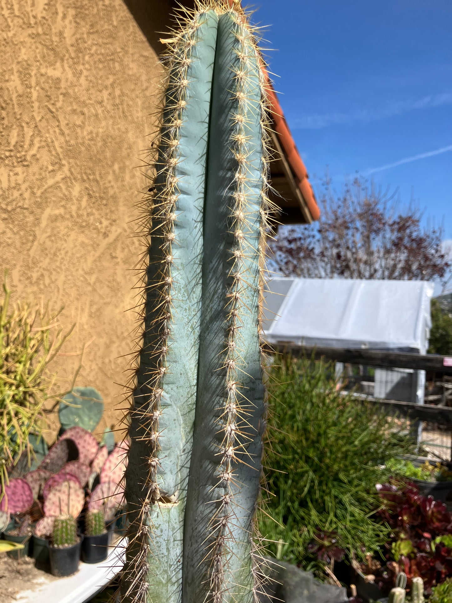 Pilosocereus Blue Azureus Cactus 17" Tall 10"Circumference #171Y