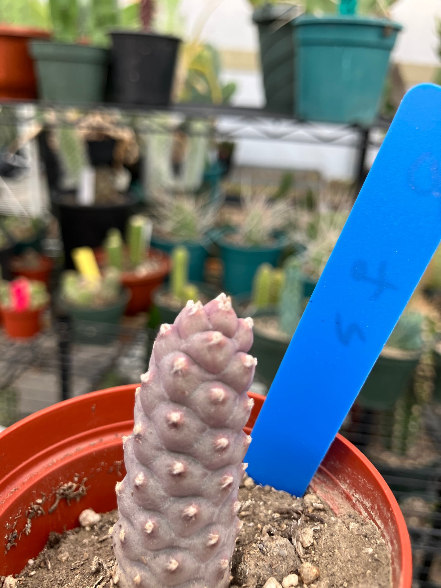 Pine Cone Cactus Tephrocactus~ articulatus var. diadematus Pinecone 2"Tall #10B