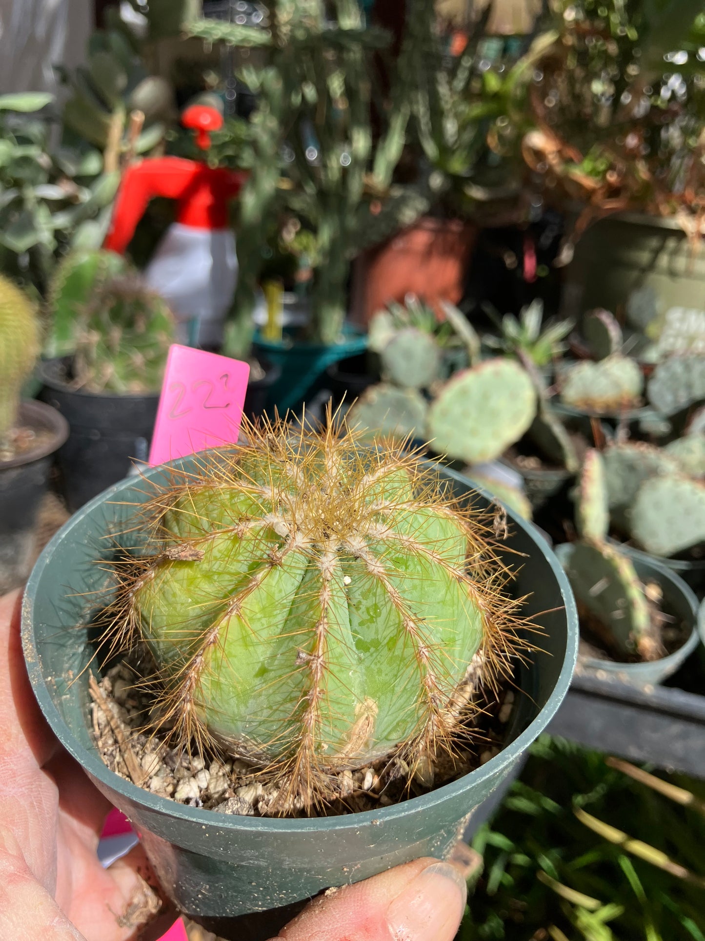 Notocactus Magnificus  Balloon Cactus Fast Grower 2” Tall, 2" Wide #22p