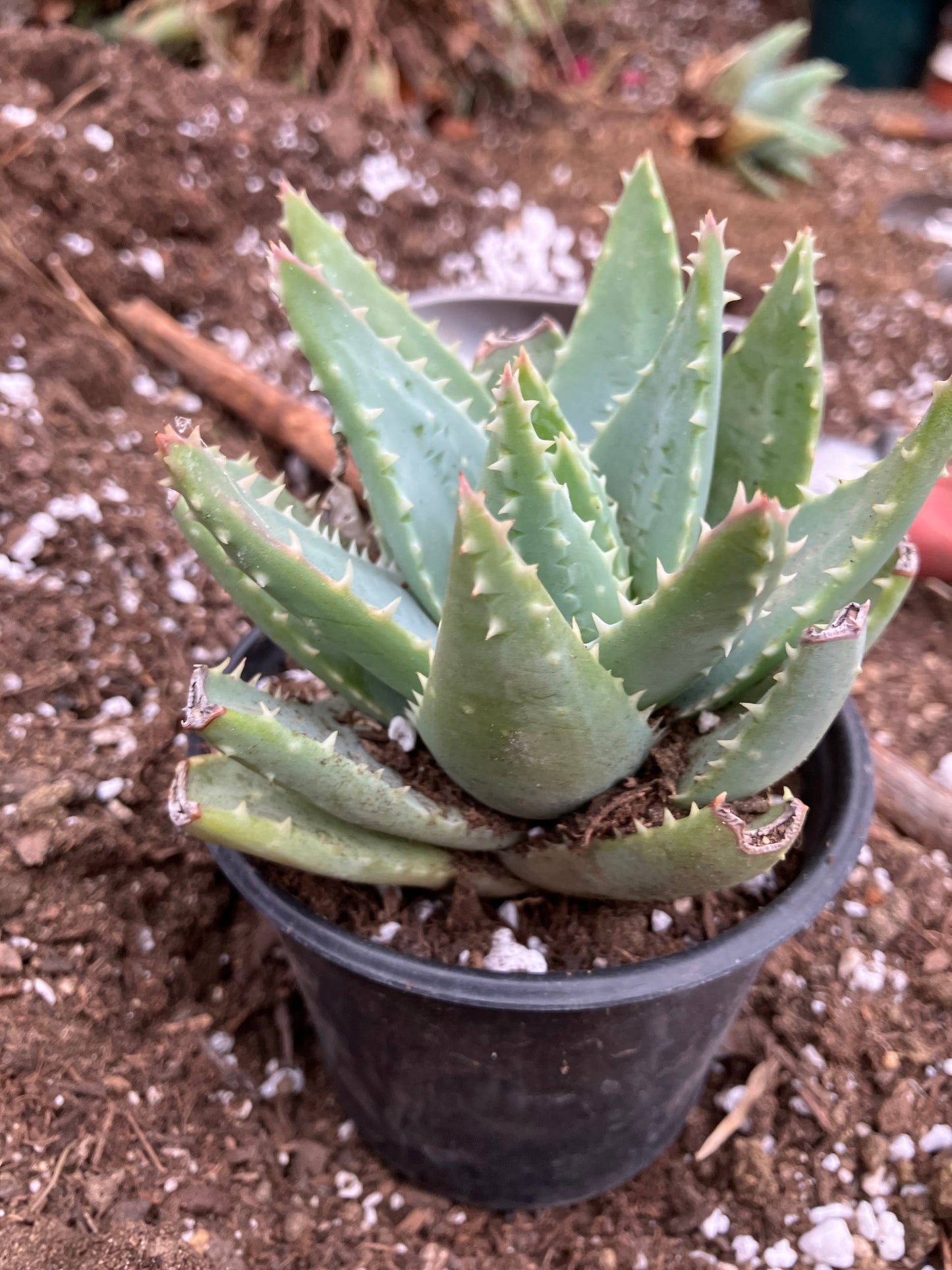 Aloe Brevifolia Short Leaf Aloe Succulent 5" Wide #18B