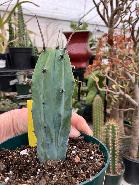 Myrtillocactus cochal Candelabra Cactus 6"Tall 2.5" Wide #1Y