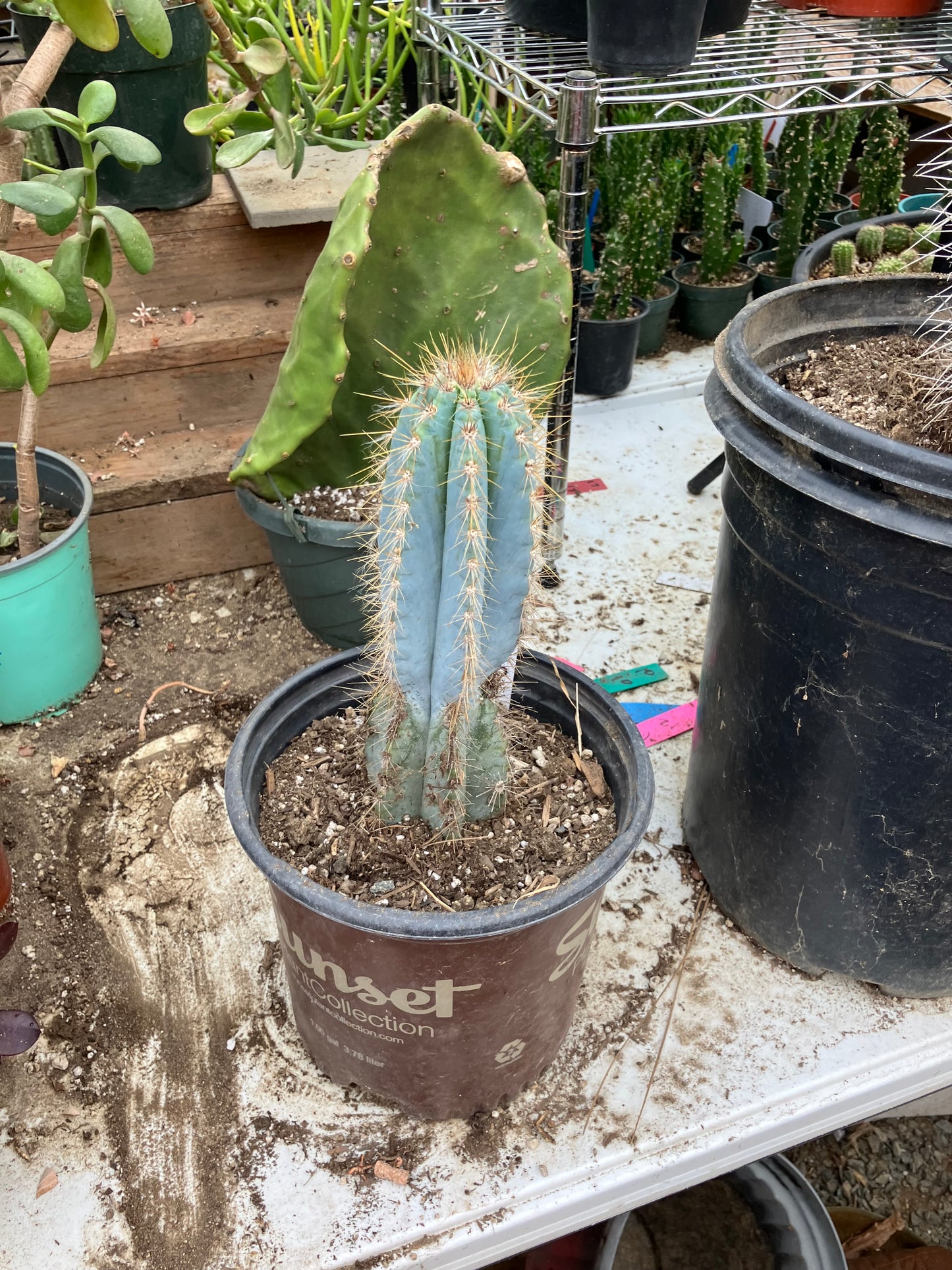 Pilosocereus Blue Azureus Cactus 10" Tall 8.5"Circumference #108W