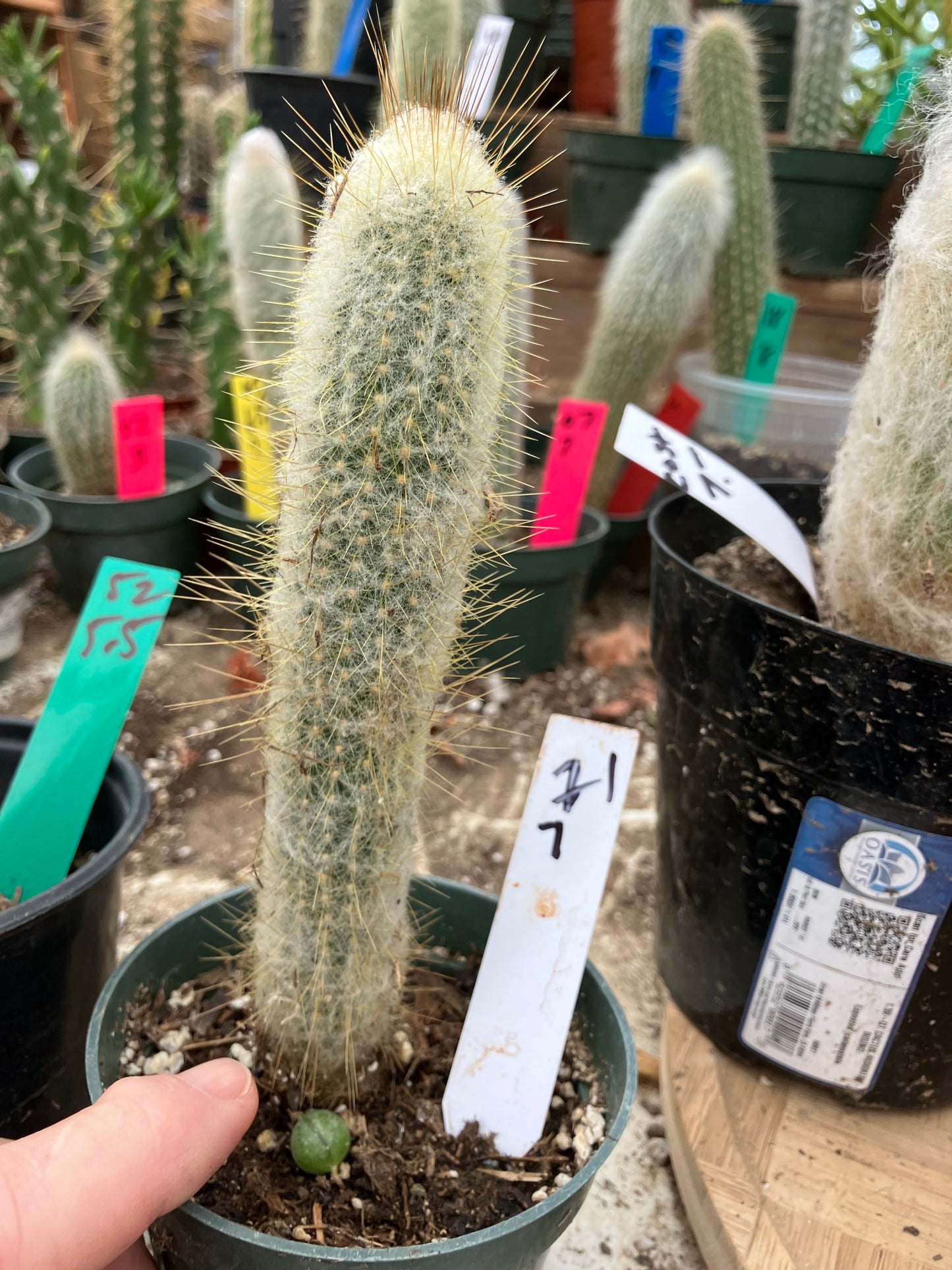 Oreocereus doelzianus Old Woman, Old Man Cactus 7"Tall #21W