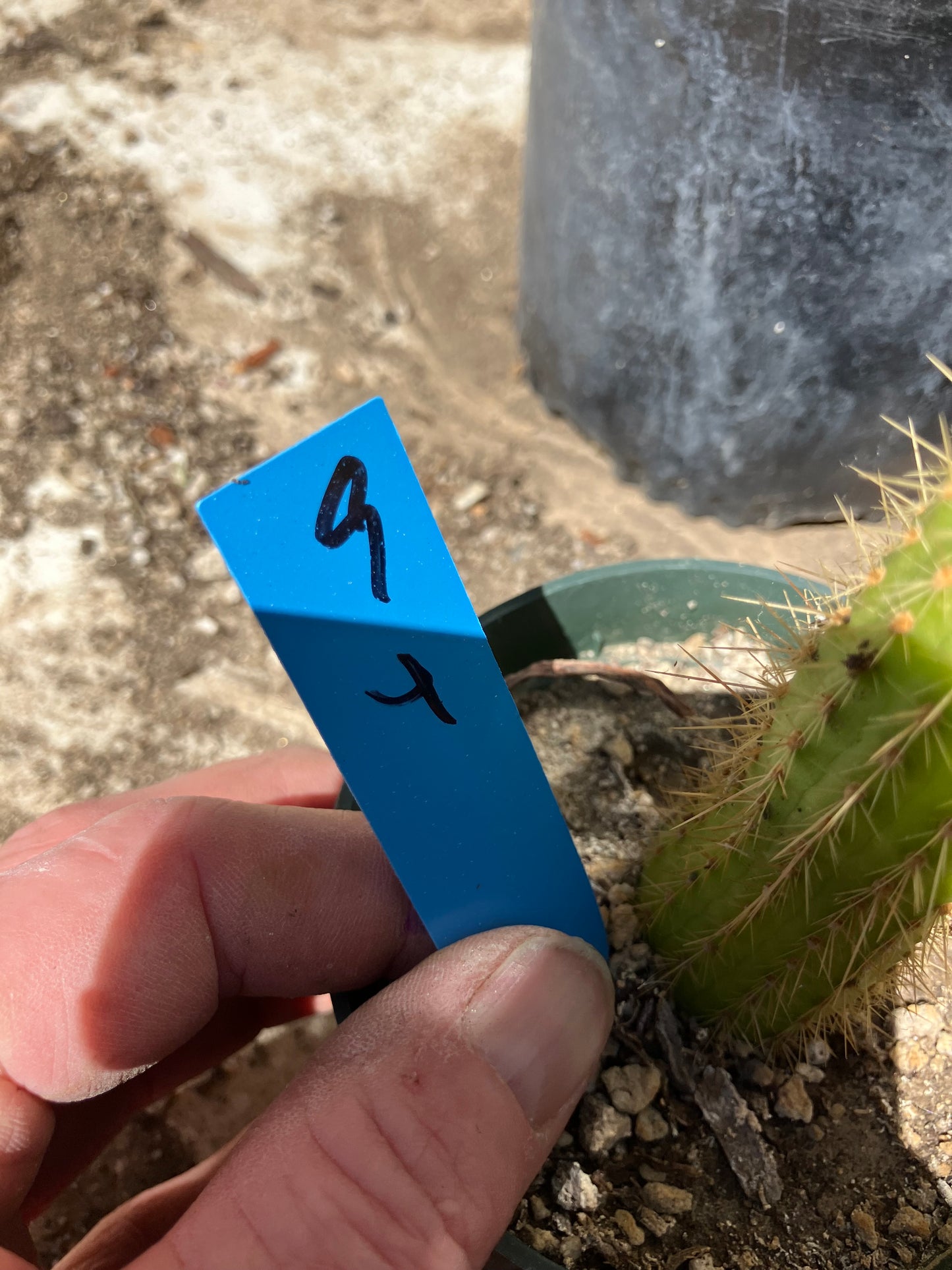 Vatricania ~ guentheri 4" Tall Beautiful Columnar Cactus #9B