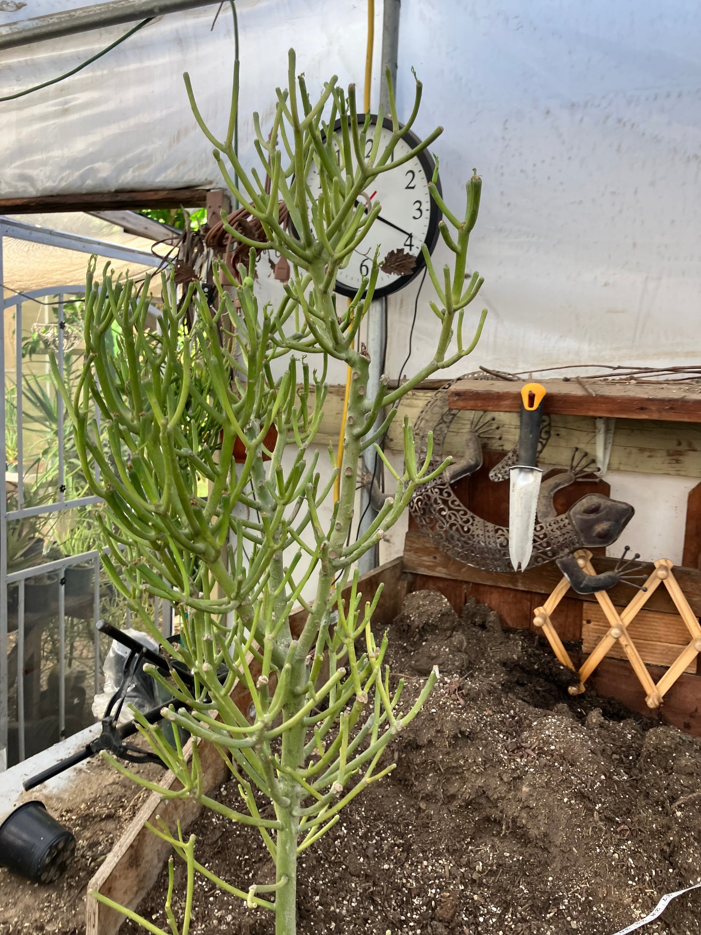 Euphorbia tirucalli Fire Stick 37"Tall 12"Wide #32G