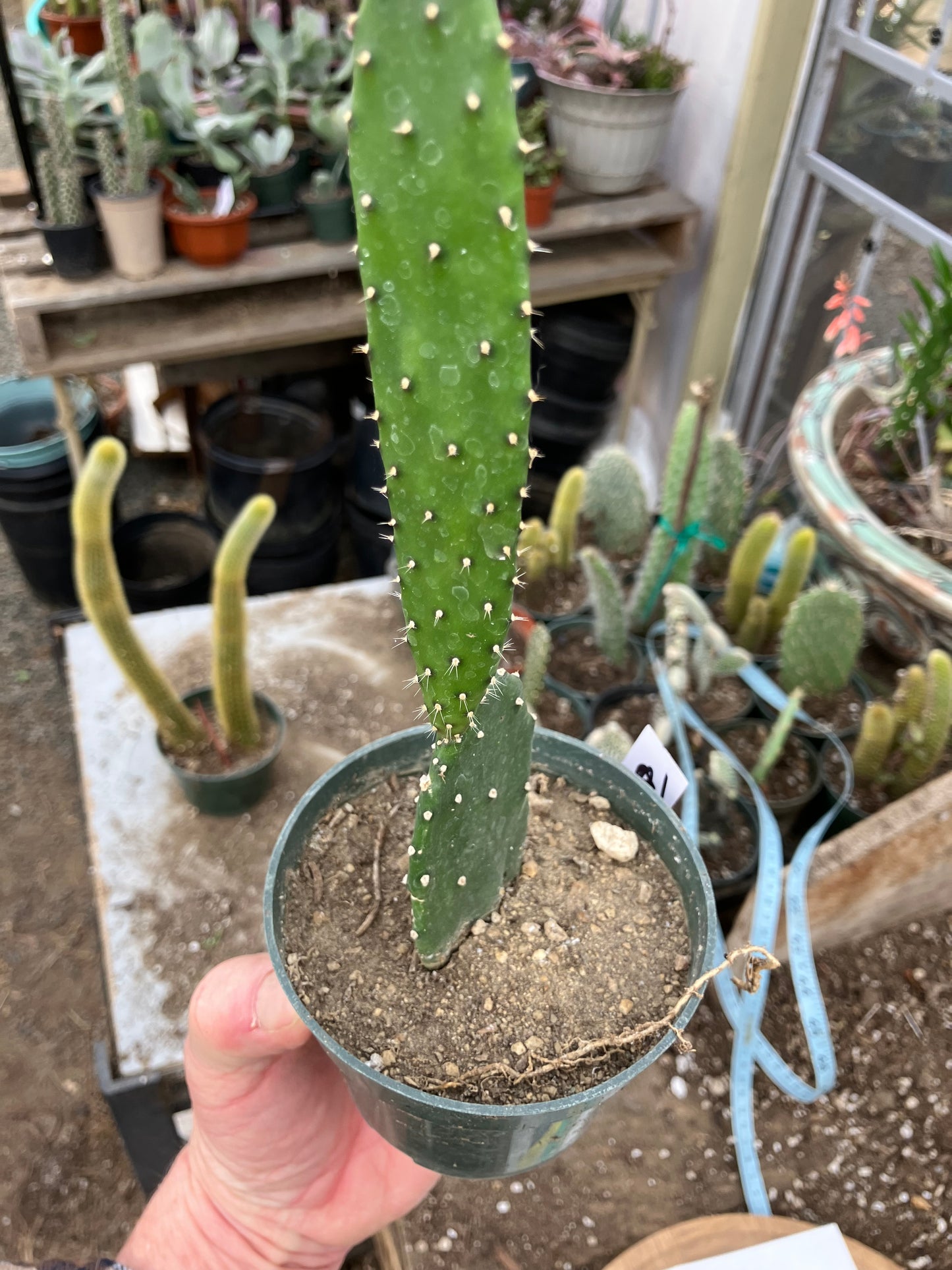 Opuntia Emerald wave Cactus 8”Tall #91W
