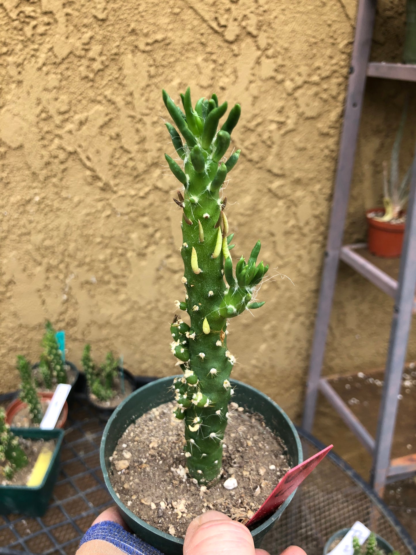 Austrocylindropuntia Cactus Gumbi Mini Eve's Needle 6"Tall #60R