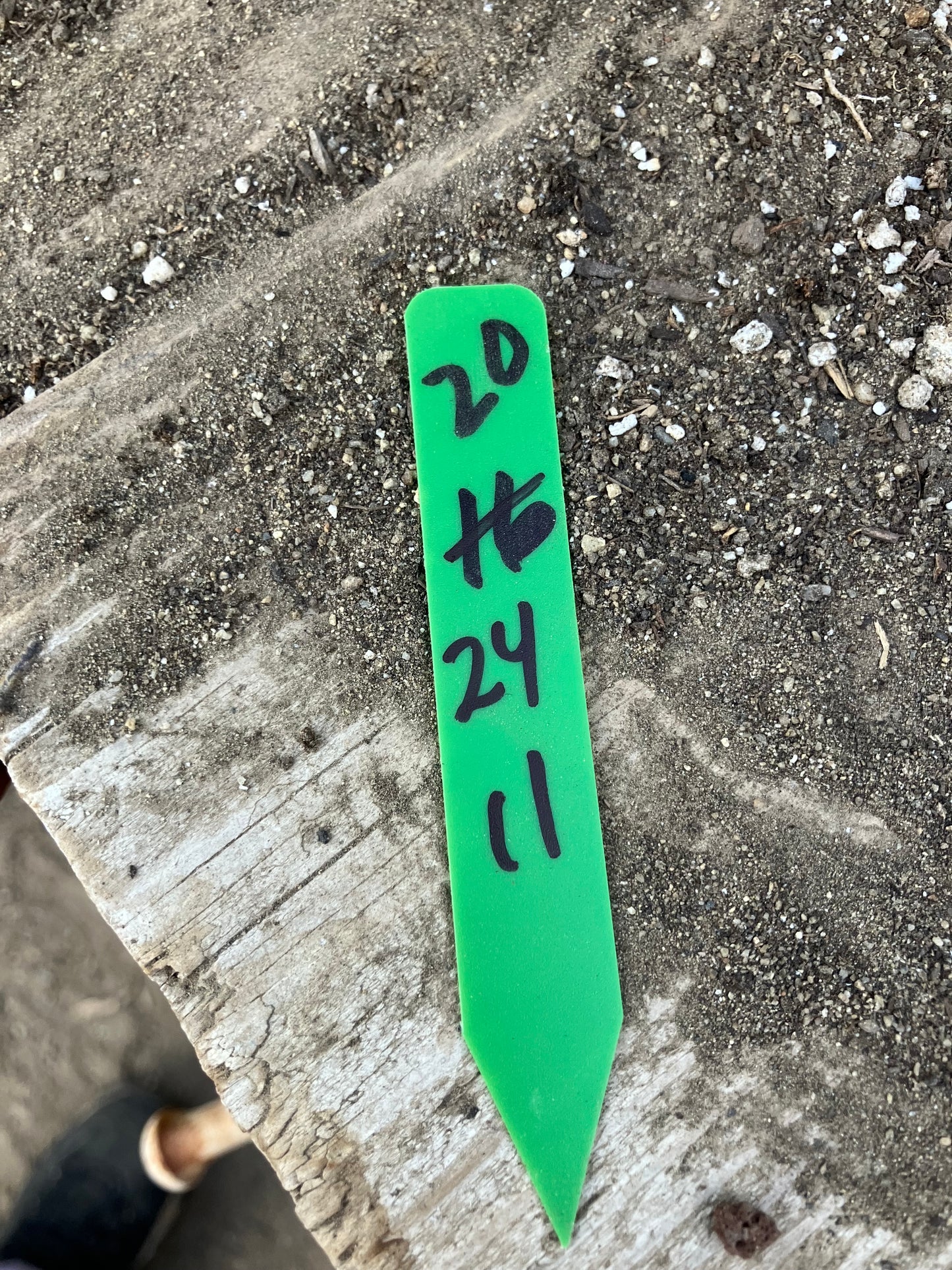 Euphorbia tirucalli Pencil Cactus/Succulent 24"Tall 11"Wide #20G