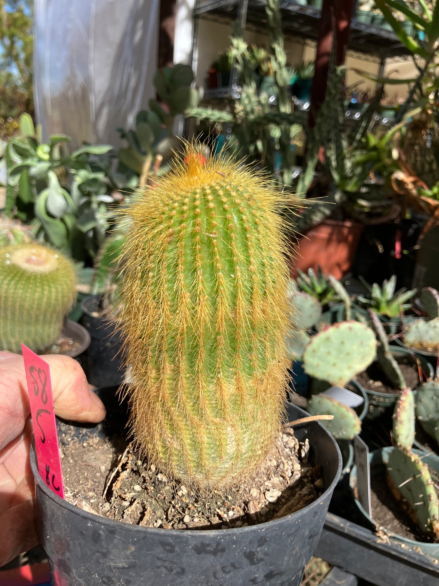 Notocactus leninghausii 5"Tall Cactus #58P