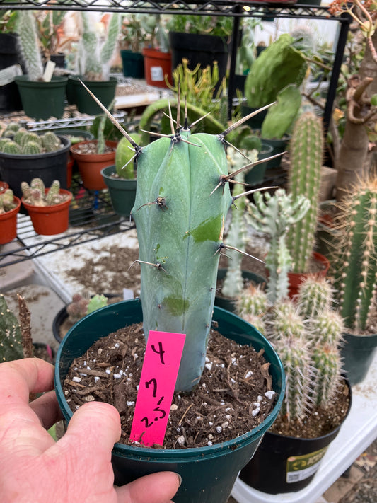 Myrtillocactus cochal Candelabra Cactus 7"Tall 2.5" Wide #4P
