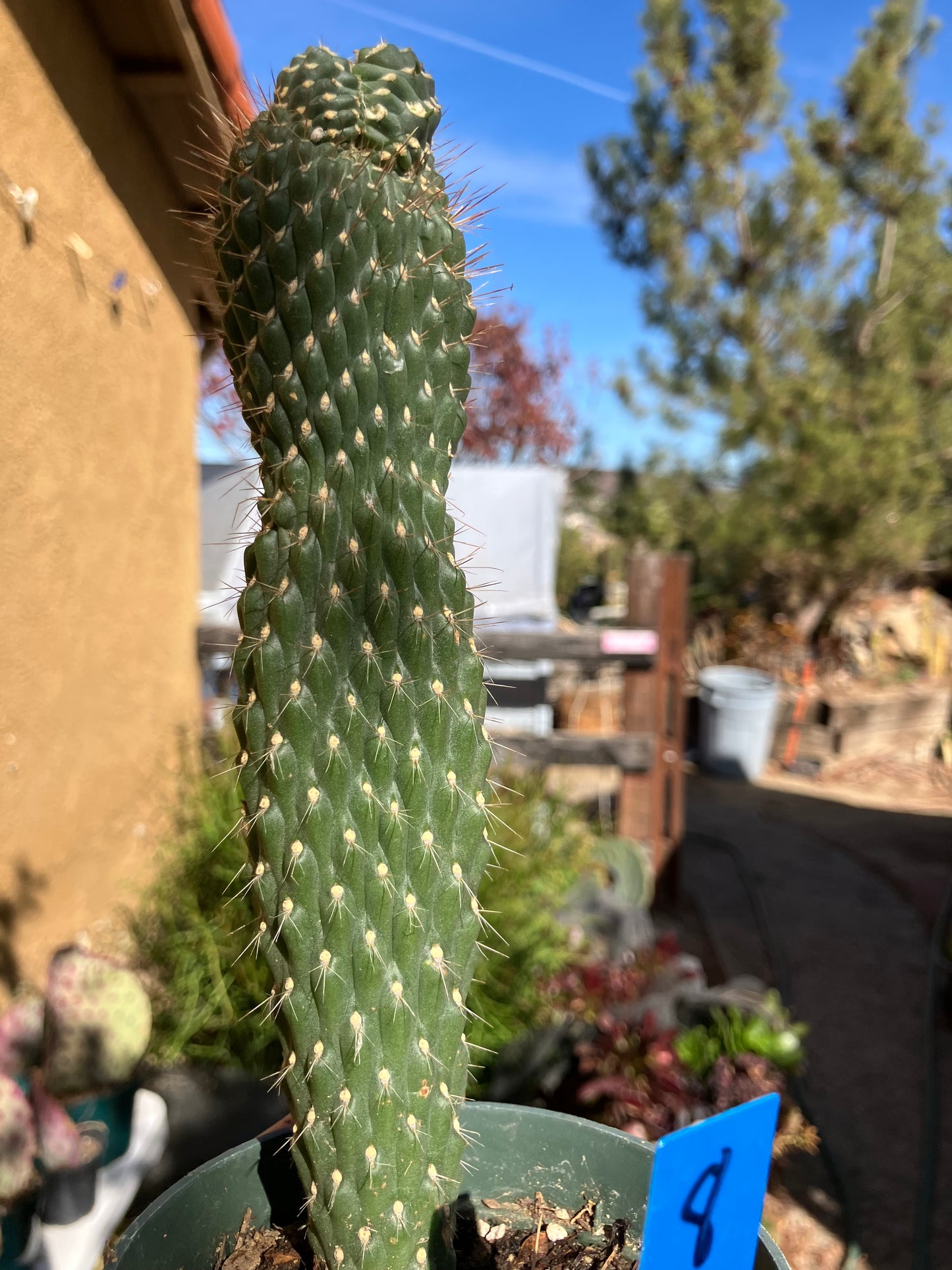 Cylindropuntia fulgida Cholla Boxing Glove Cactus Crest 8"Tall #8B*
