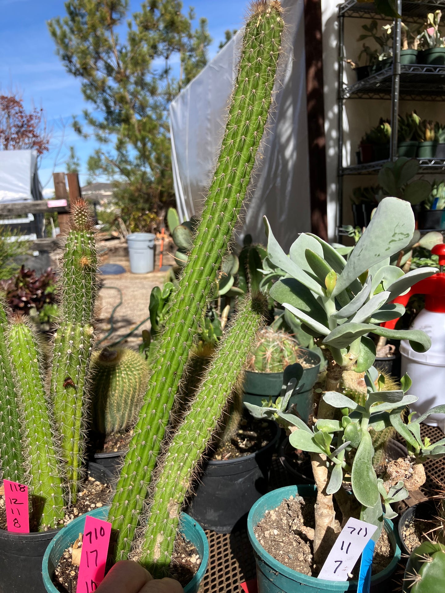 Echinocereus pensilis Snake Cactus Plant 17,10"Tall #710P