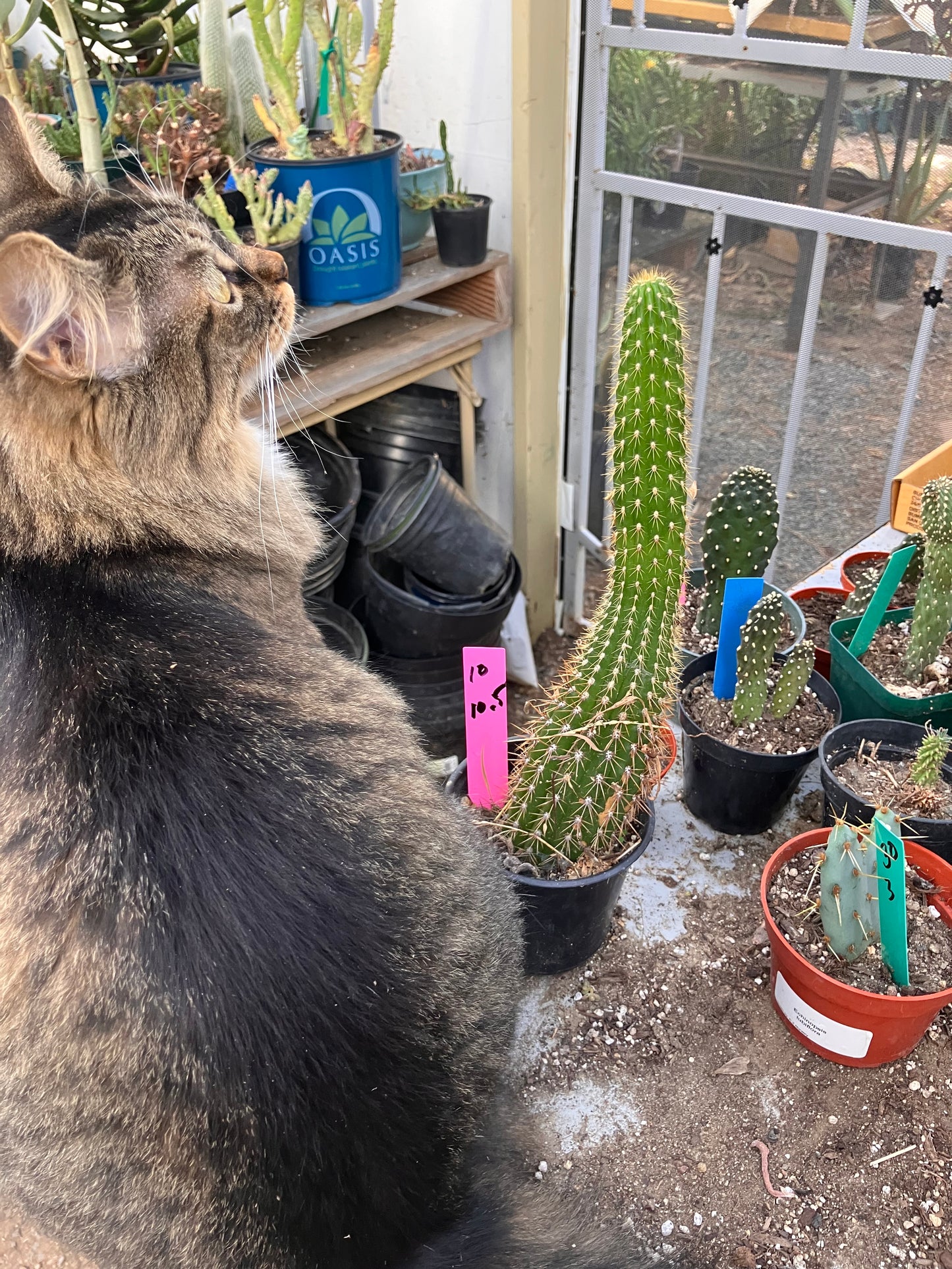 Golden Torch Cactus - Trichocereus spachianus 10.5”Tall #10P