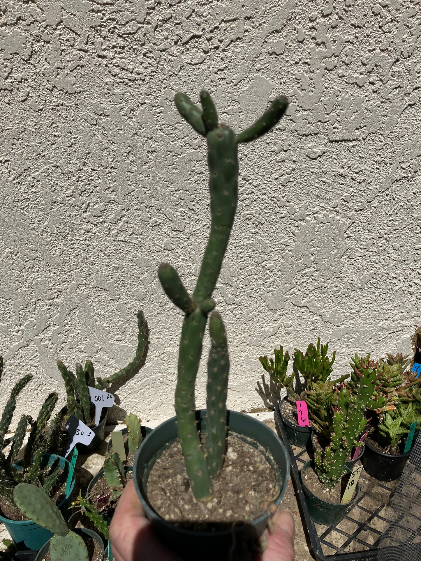 Cholla Cylindropuntia Imbricata  Buckhorn 9”Tall #100P