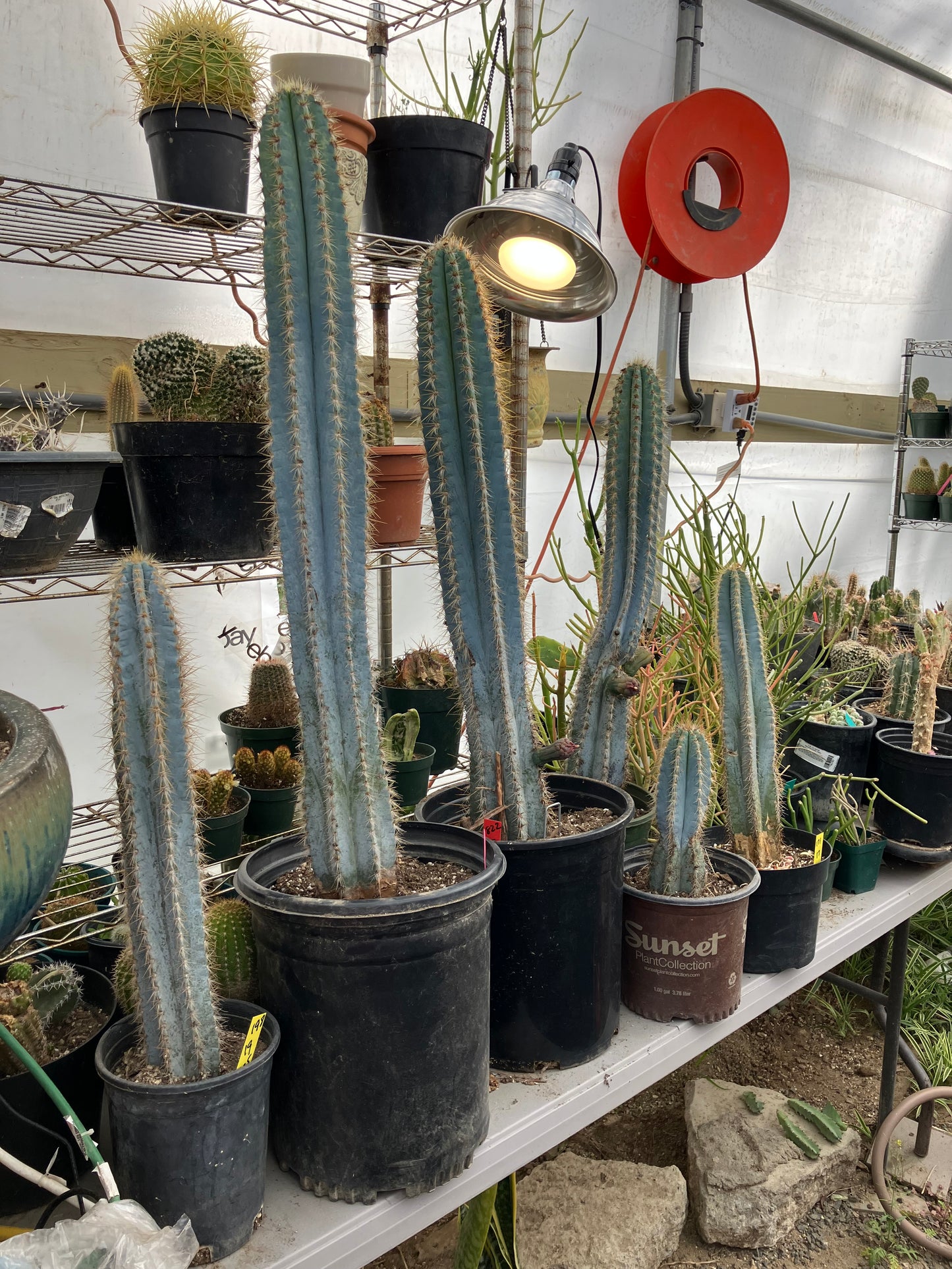Pilosocereus Blue Azureus Cactus 10" Tall 8.5"Circumference #108W