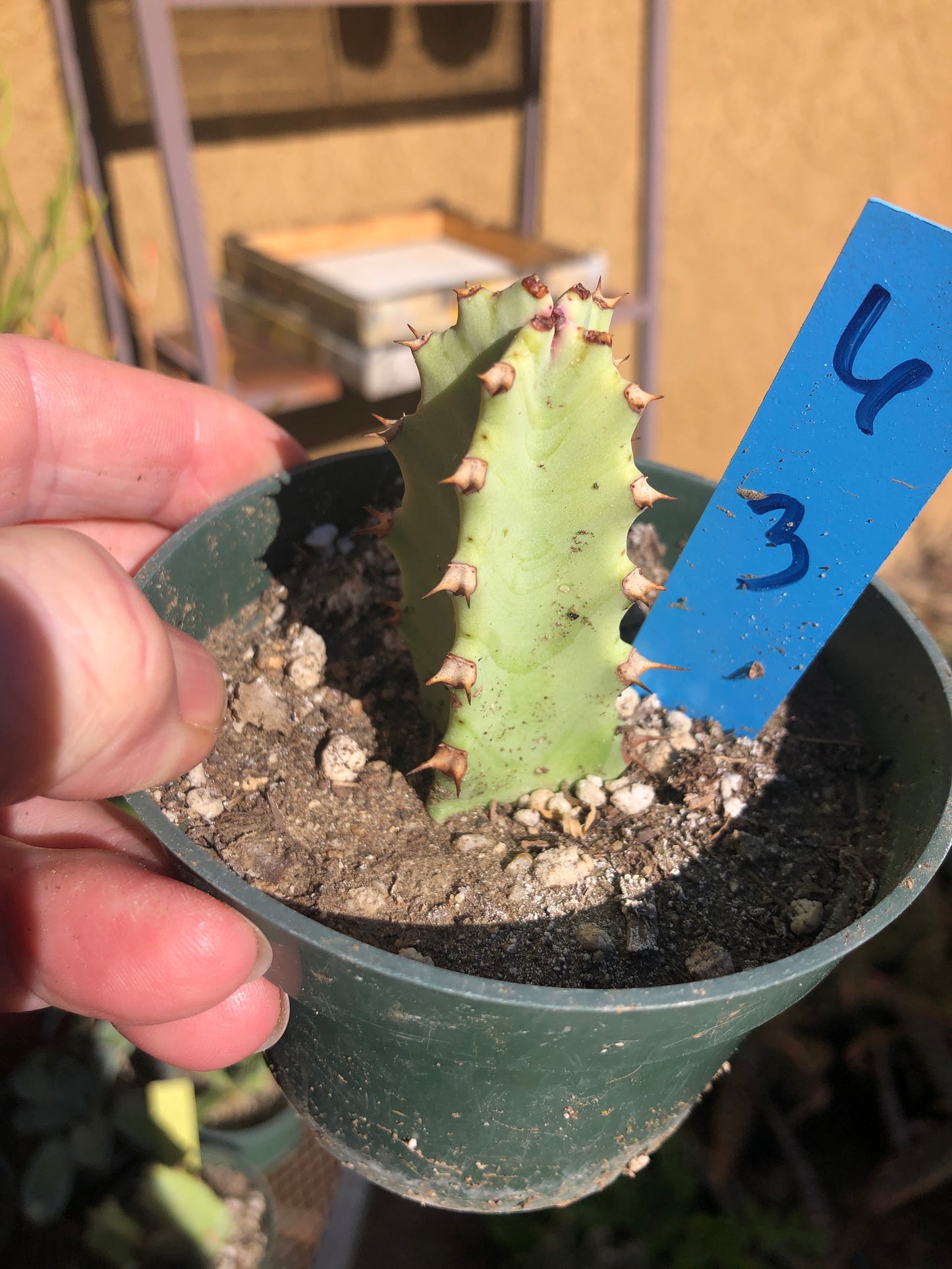 Euphorbia resinifera Moroccan Mound 3"Tall #6B