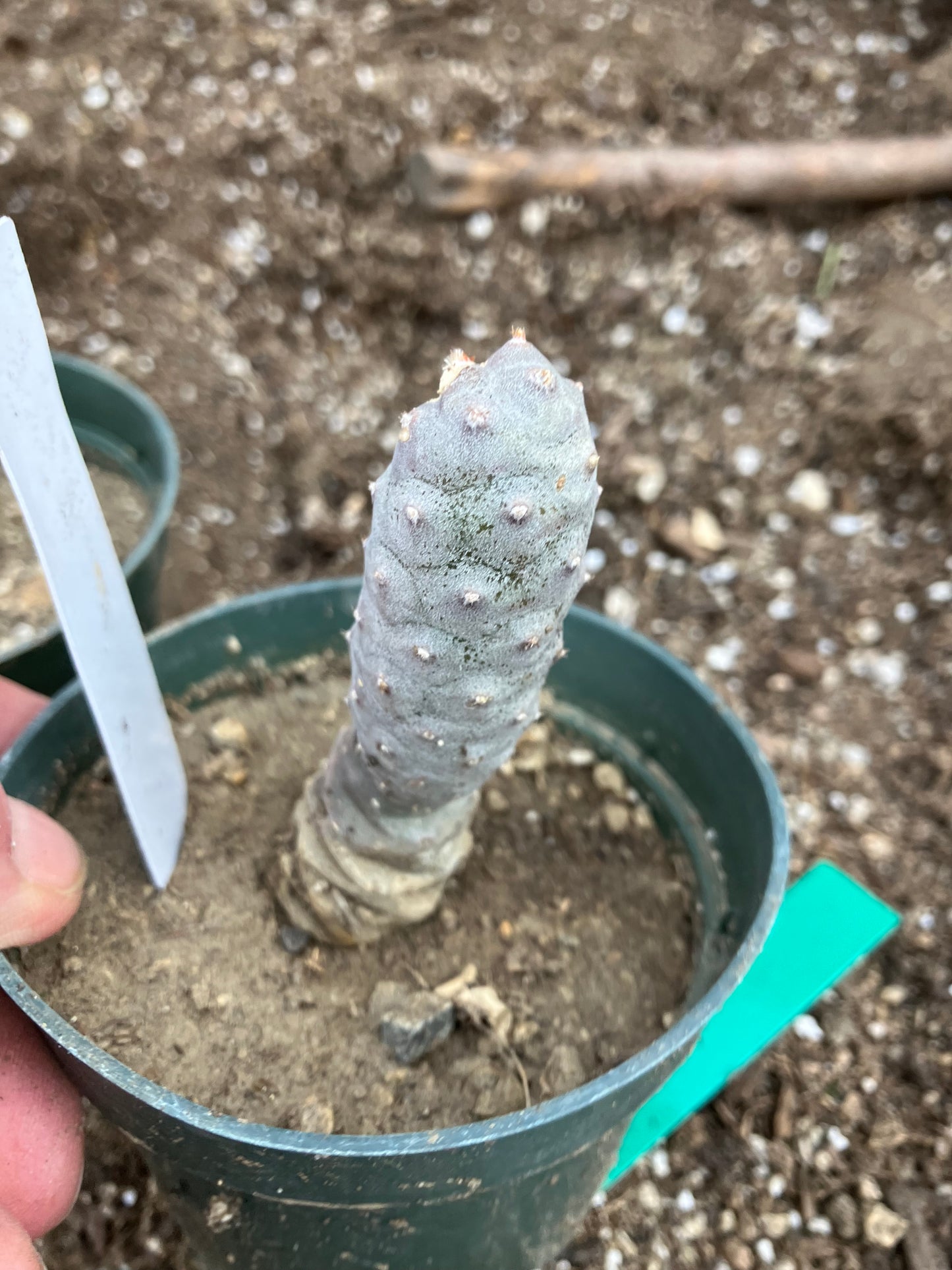 Pine Cone Cactus Tephrocactus~ articulatus  var. diadematus Pinecone 3.5"Tall #53W