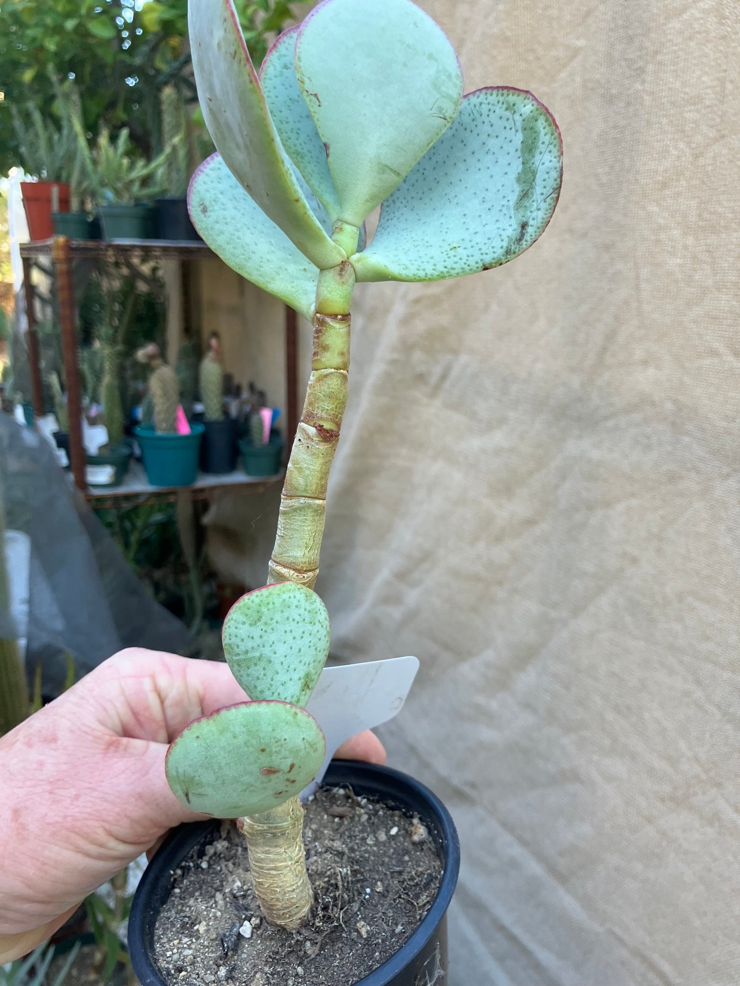 Crassula arborescens Silver Dollar 10”Tall #6W