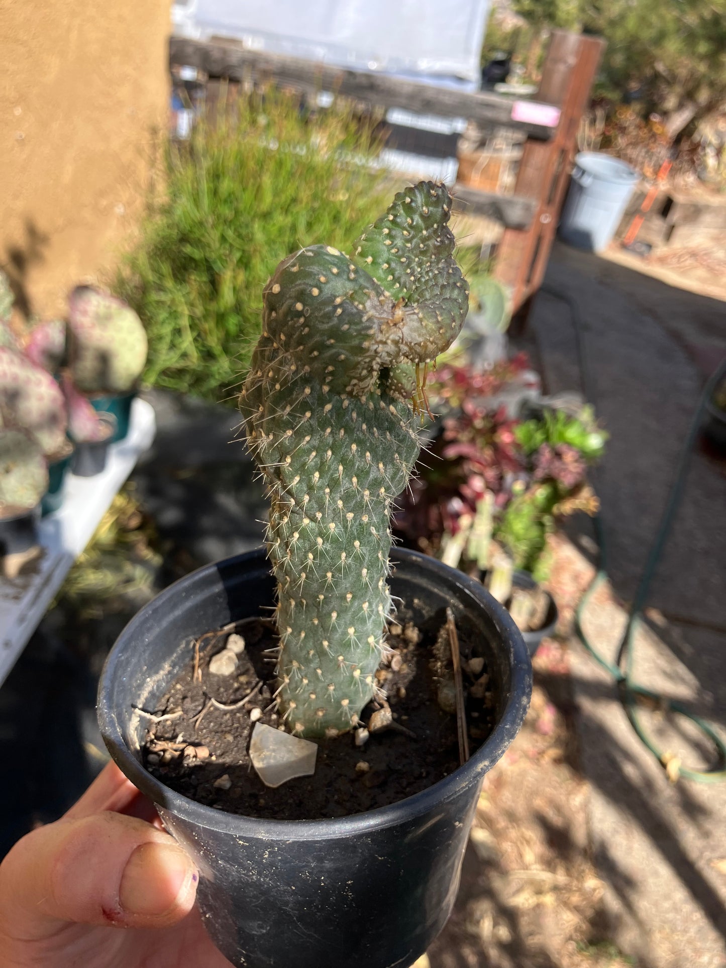Cylindropuntia fulgida Cholla Boxing Glove Cactus Crest 5"Tall #10B*