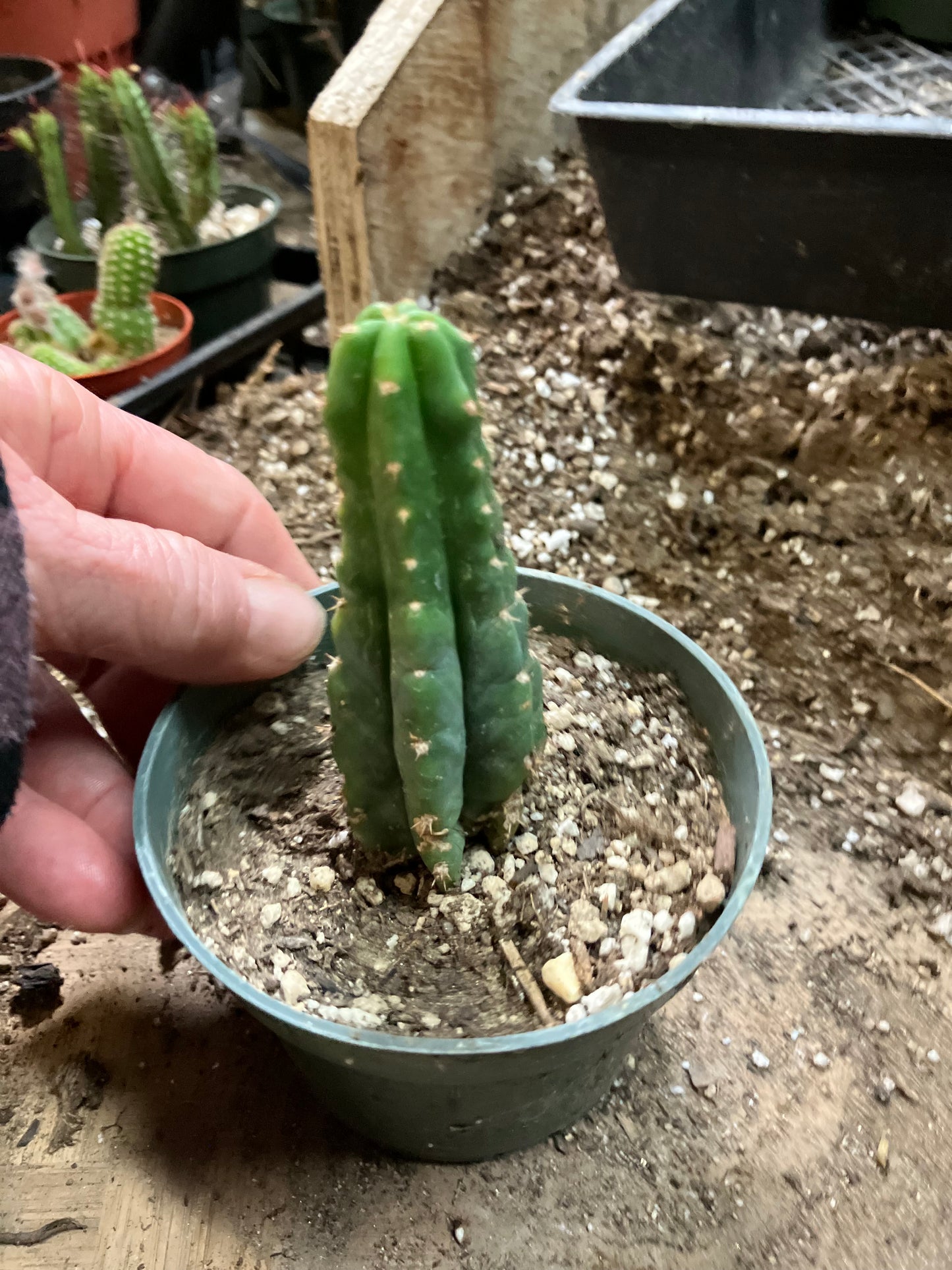 San Pedro Cactus - Trichocereus pachanoi 3.5" Tall #33W