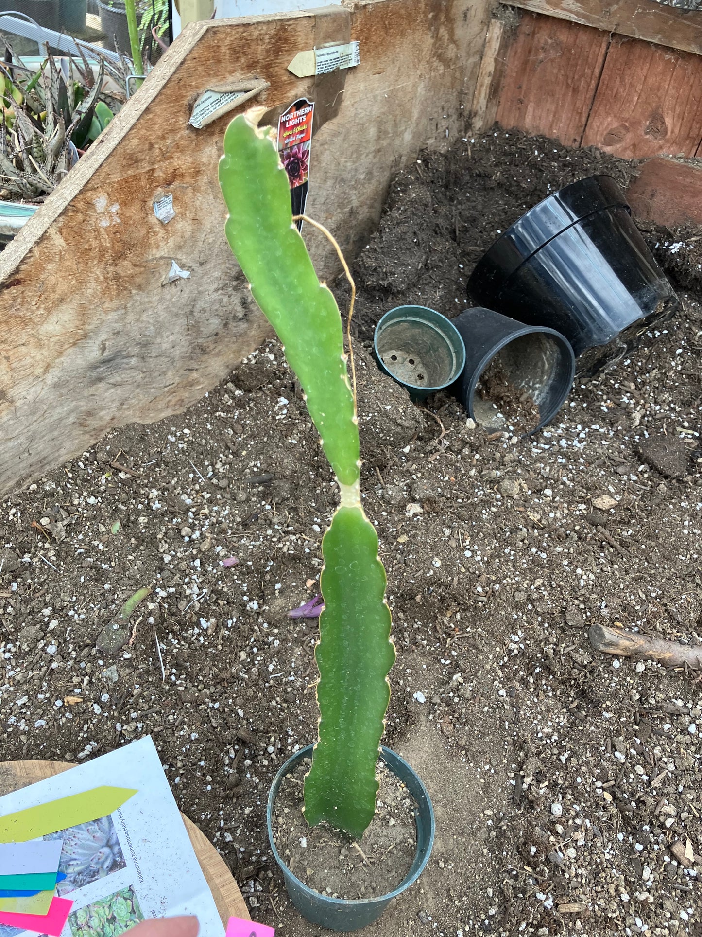 Dragon Fruit Plant Rooted Pitaya or Pitahaya 16" Tall #69P
