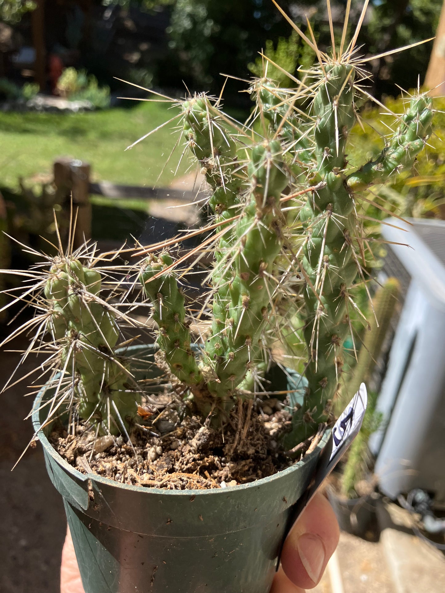 Cholla Cylindropuntia Buckhorn Cactus 5”Tall #51W