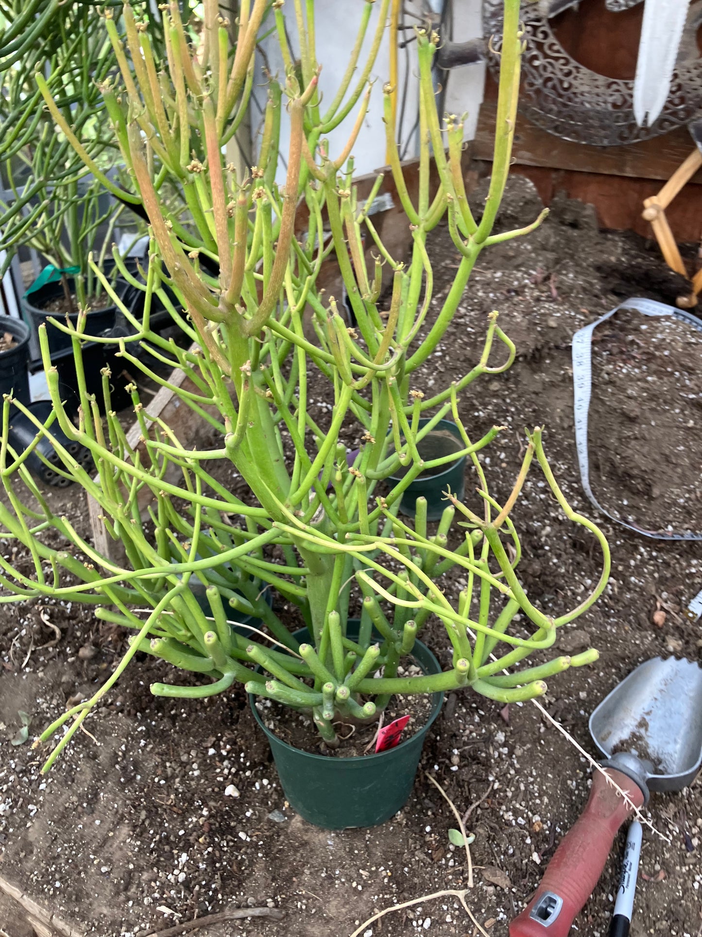 Euphorbia tirucalli Fire Stick 38"Tall 21"Wide #1R