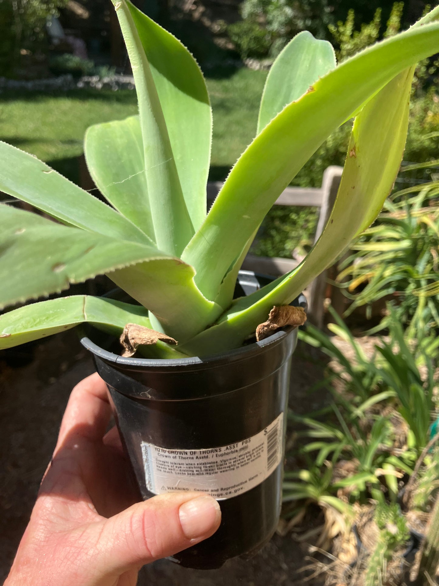 Agave attenuata Foxtail Agave (Fox tail) 11" Wide #111P